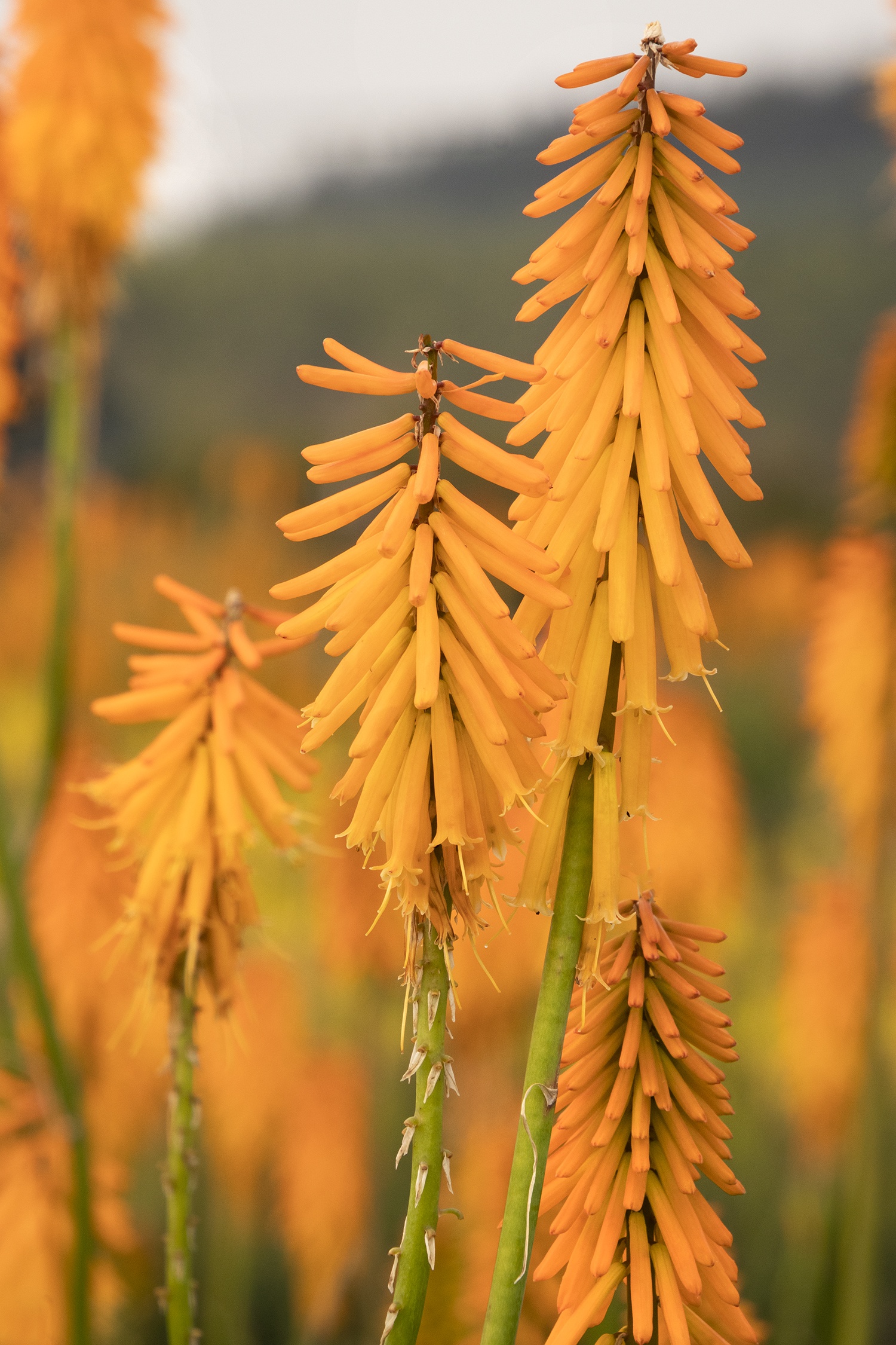Mango Popsicle Dwarf Poker, Kniphofia hybrid 'Mango Popsicle' PP