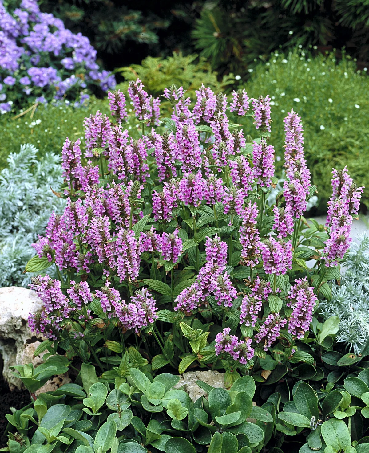Pink Cat Catmint (Nepeta nervosa 'Pink Cat') displaying dense spikes of magenta-pink flowers with green foliage in a garden border, showing mature bloom stage and landscape appeal.