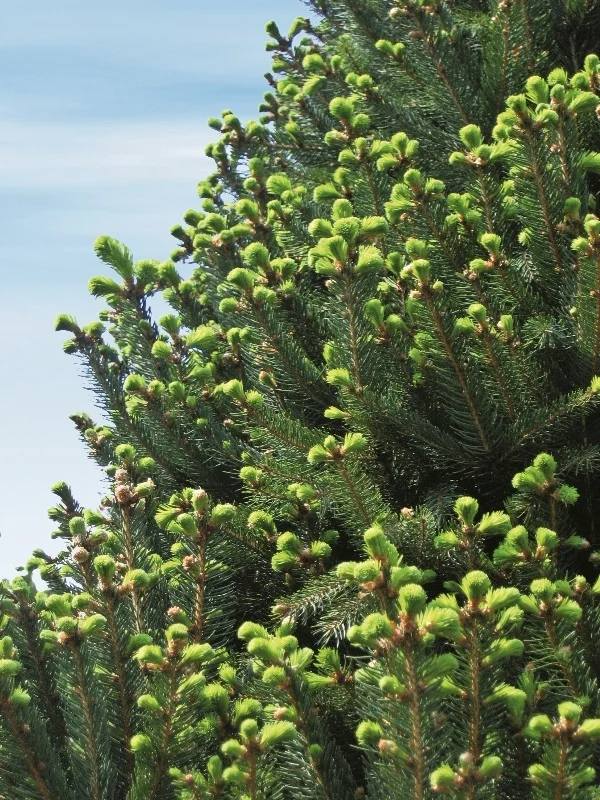 Columnar Norway Spruce, Picea abies 'Cupressina', Monrovia Plant