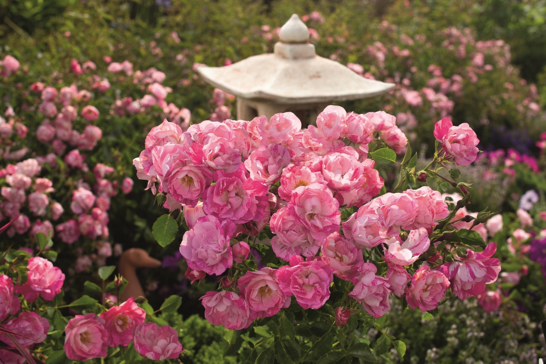 Flower Carpet® Pink Splash Rose, Rosa x 'Noasplash' PP #24,359