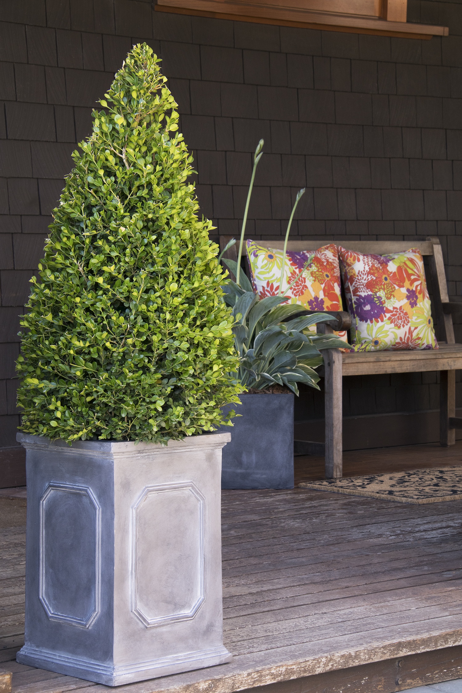 Monrovia Winter Gem Boxwood - Thumbnail 3