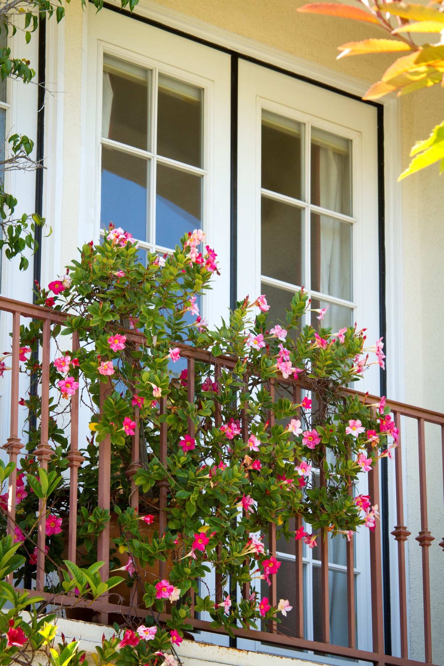 Red Riding Hood Mandevilla, Mandevilla sanderi 'Red Riding Hood'