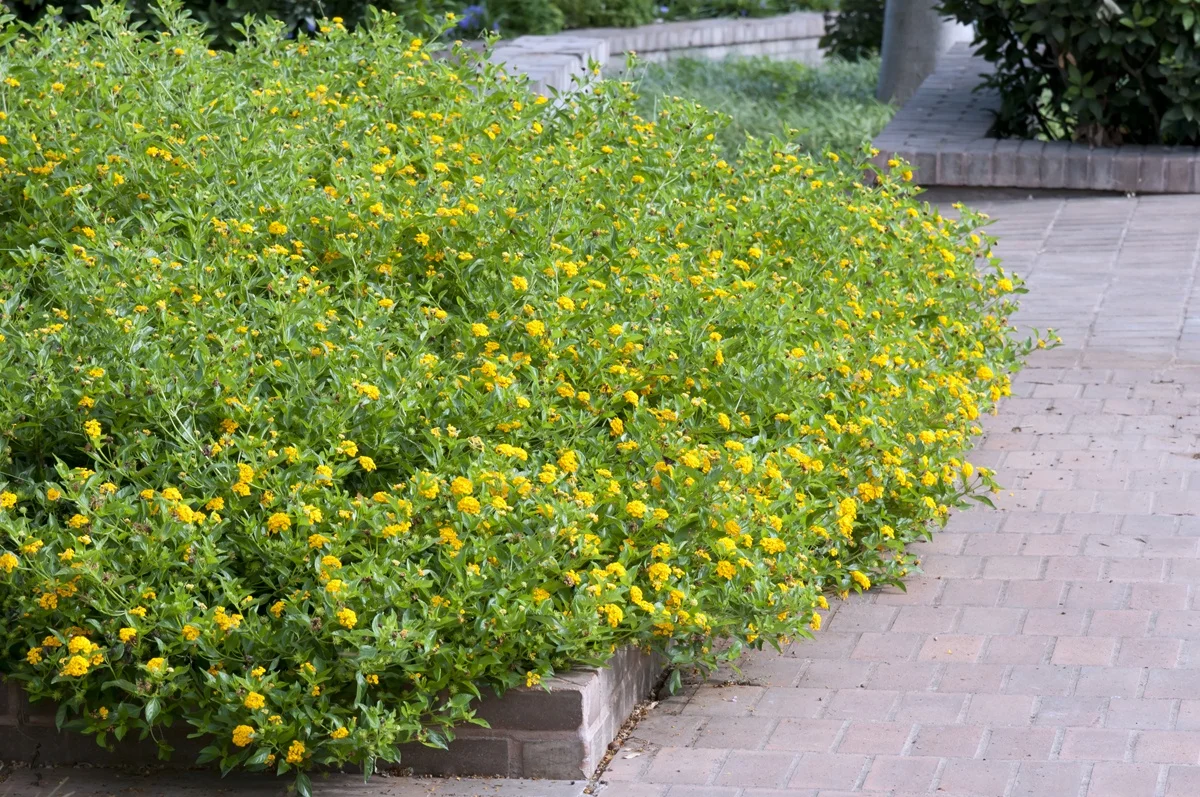 Millette Garden Media