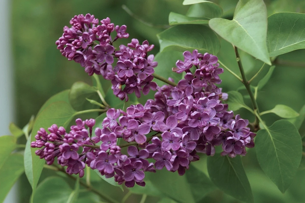 Millette Garden Media