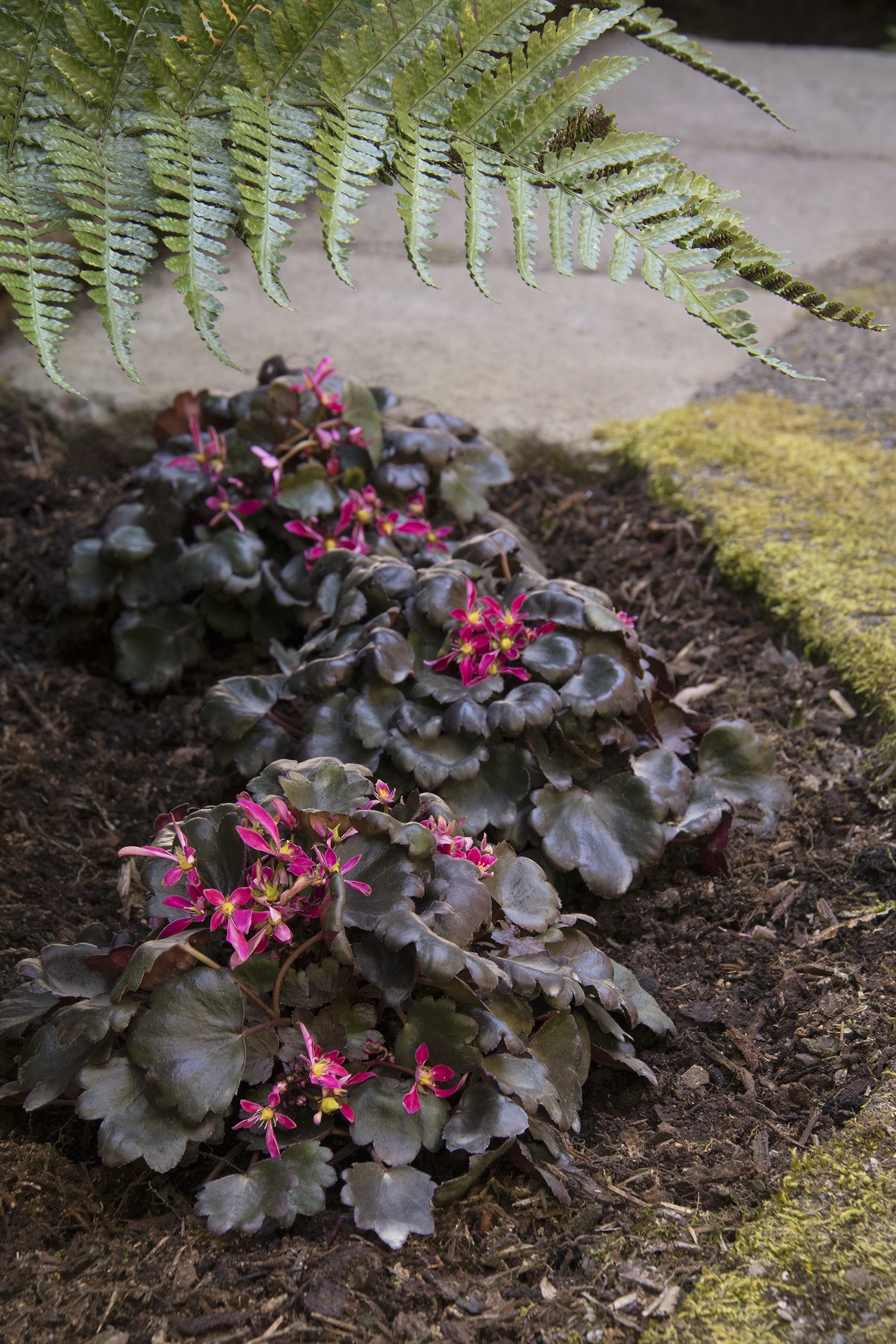 Berry Bright™ Saxifrage, Saxifraga fortunei 'Magenta', Monrovia Plant