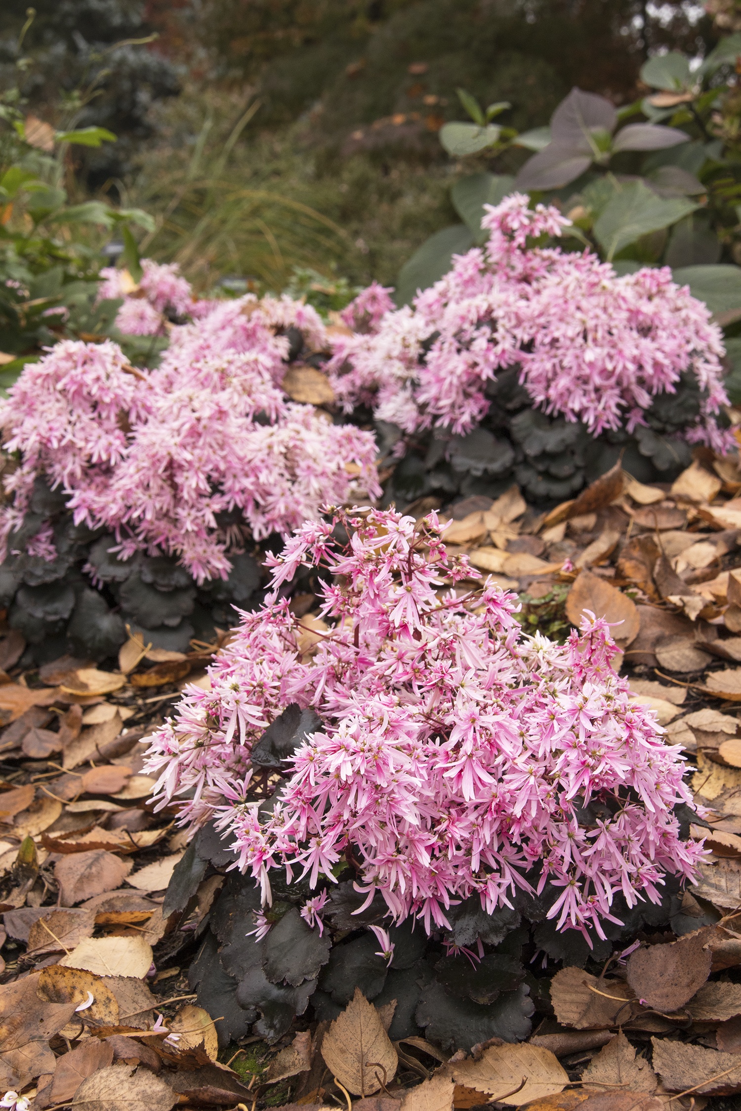 Pink Elf® Saxifrage, Saxifraga fortunei, Monrovia Plant
