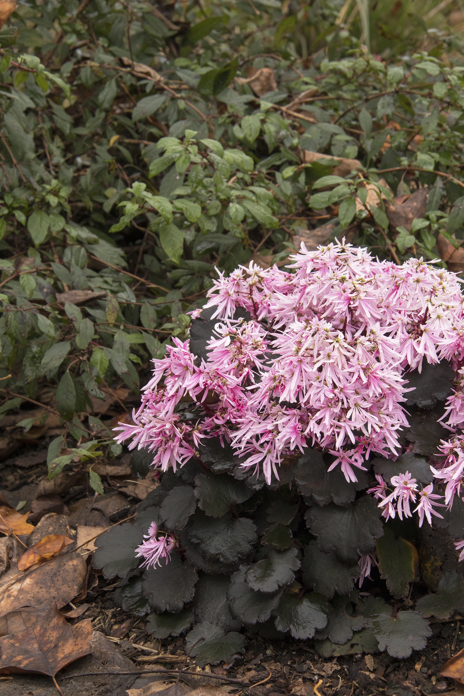 Pink Elf® Saxifrage, Saxifraga fortunei, Monrovia Plant