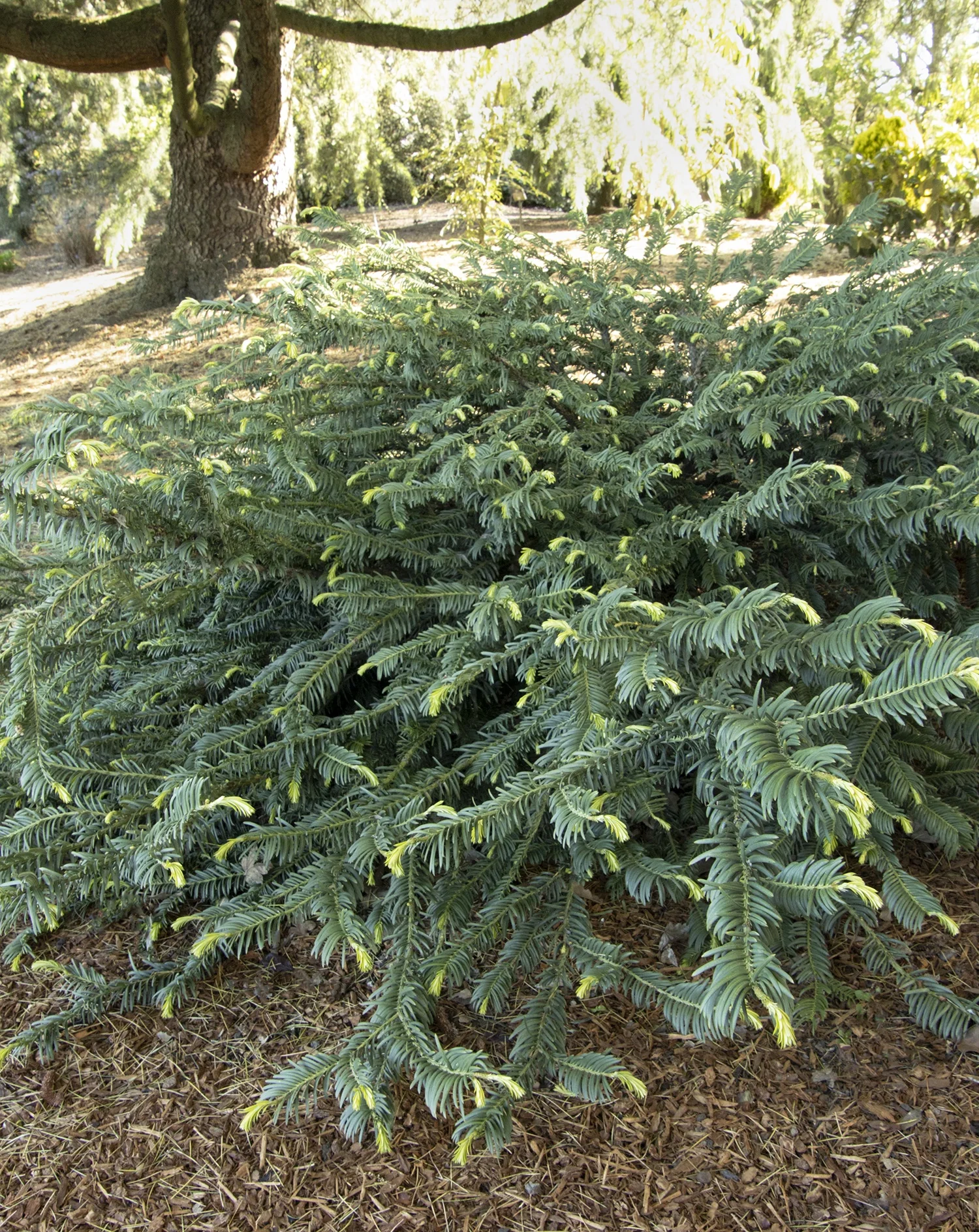 Dense, mounding evergreen shrub with feathery, fern-like dark green foliage and yellow-green new growth, planted in a woodland setting beneath large trees, showing mature landscape size and form.