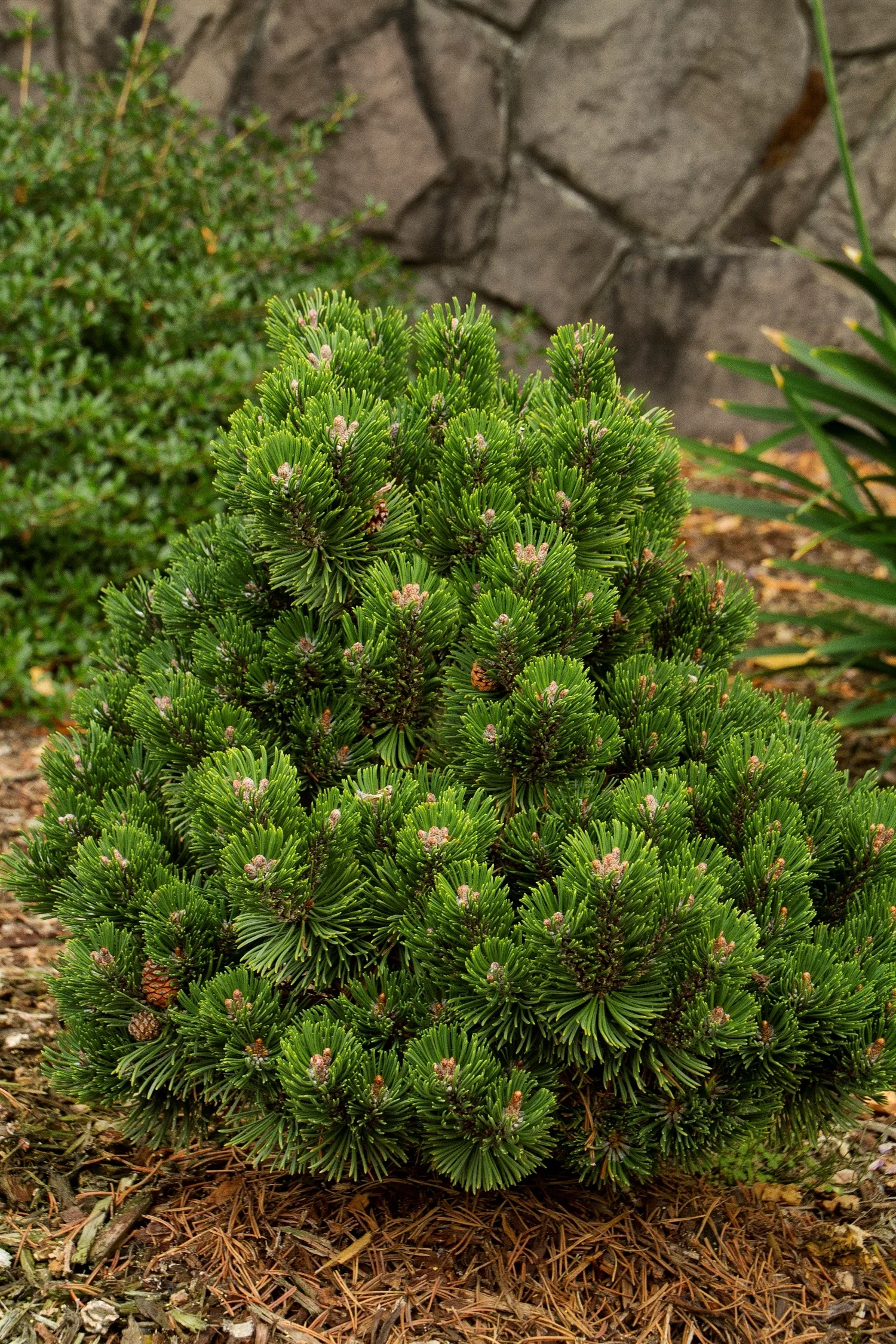 Sherwood Compact Mugo Pine (Pinus mugo 'Sherwood Compact') displaying dense, bright green needle clusters arranged in a compact, mounded form. Pale pink flower buds dot the foliage. Plant is shown in a landscape setting with mulch and stone background, illustrating its mature dwarf size and habit.