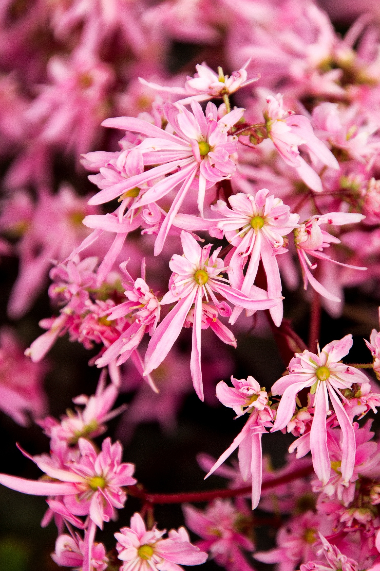 Pink Elf® Saxifrage, Saxifraga fortunei, Monrovia Plant