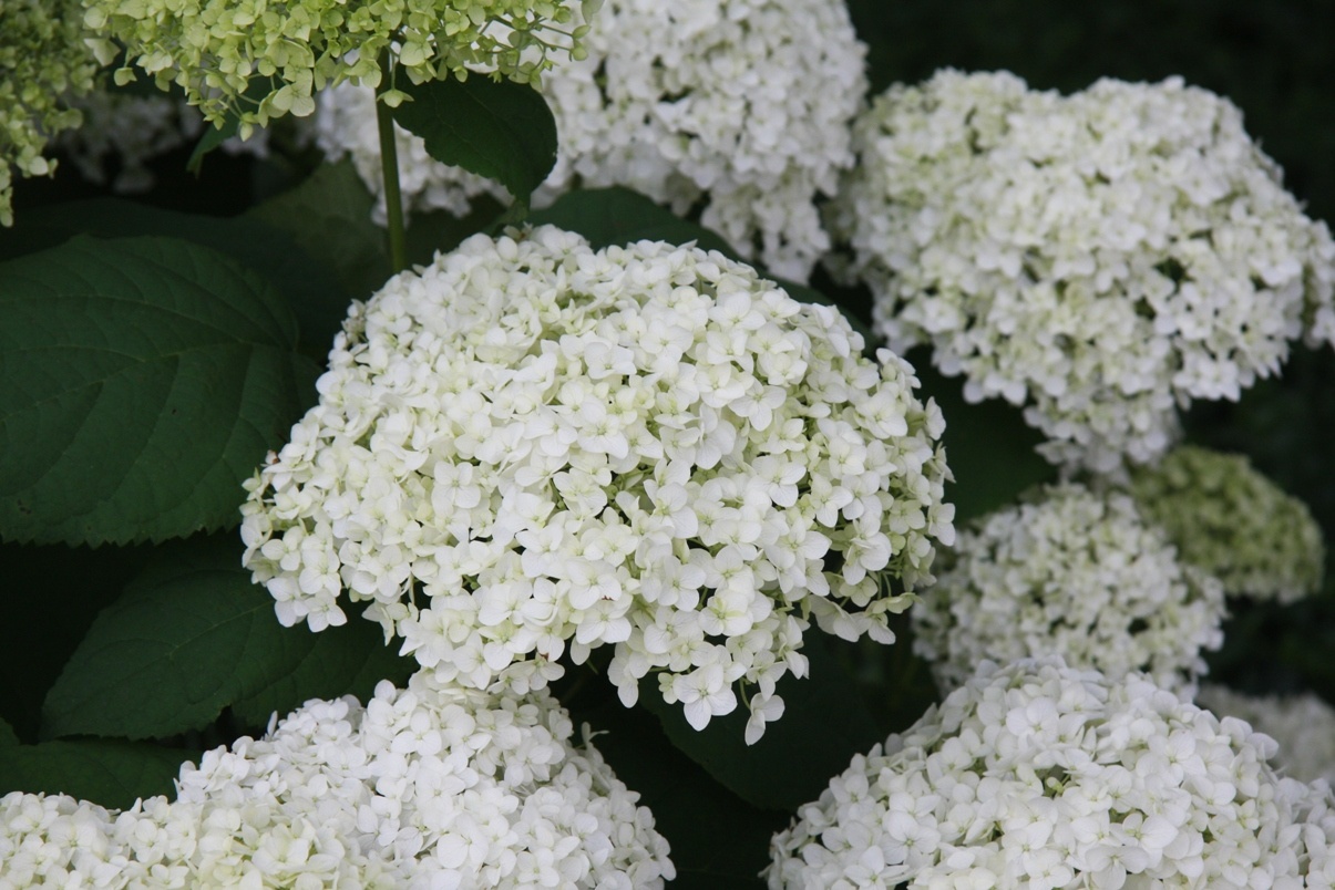 Annabelle Hydrangea, Hydrangea arborescens 'Annabelle', Monrovia Plant