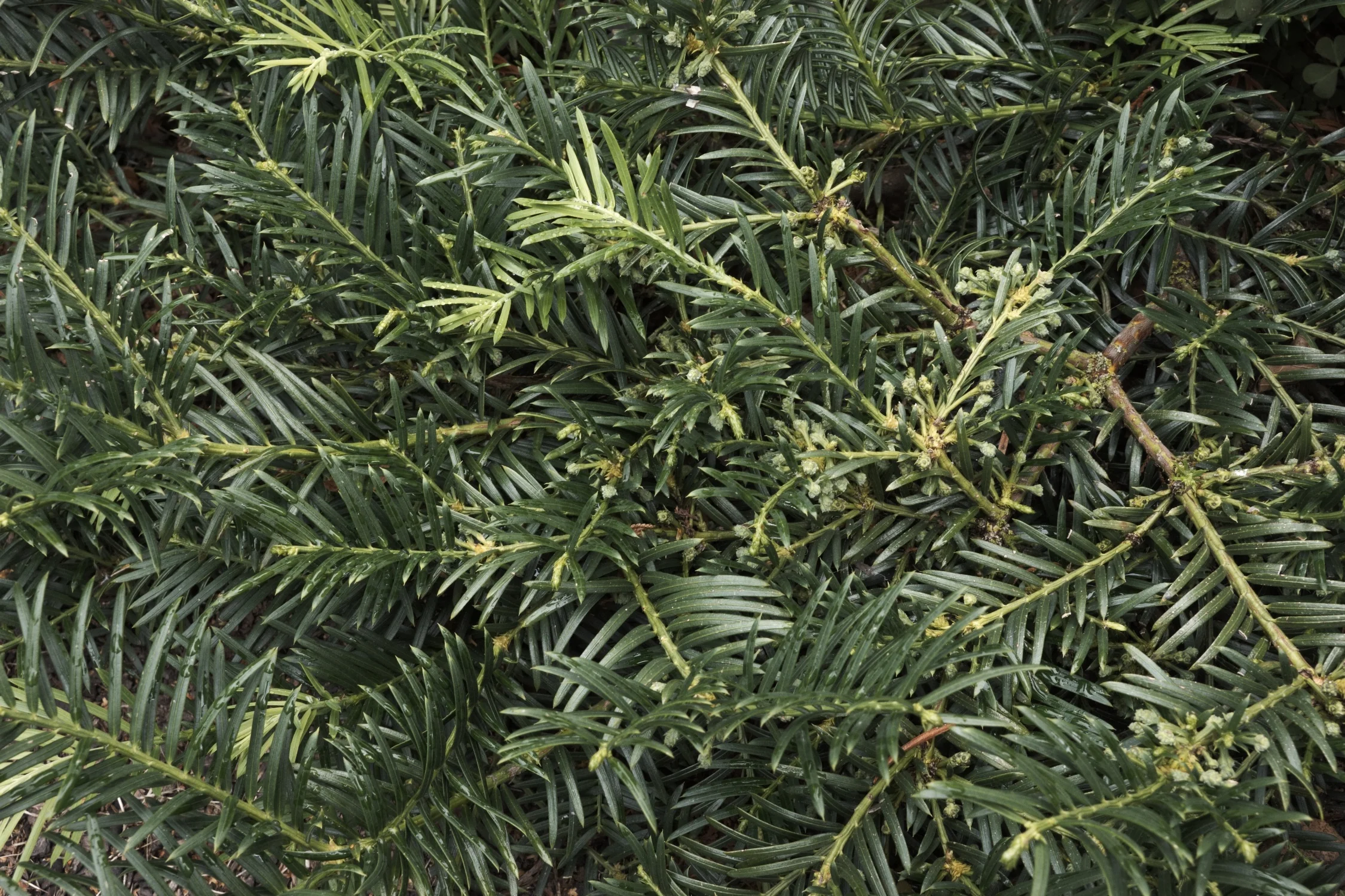 Close-up of Cephalotaxus harringtonia 'Duke Gardens' Japanese Plum Yew showing dense, dark green needle-like foliage on branching stems with small yellow-green flowers, displaying the plant's fine texture and compact growth habit.