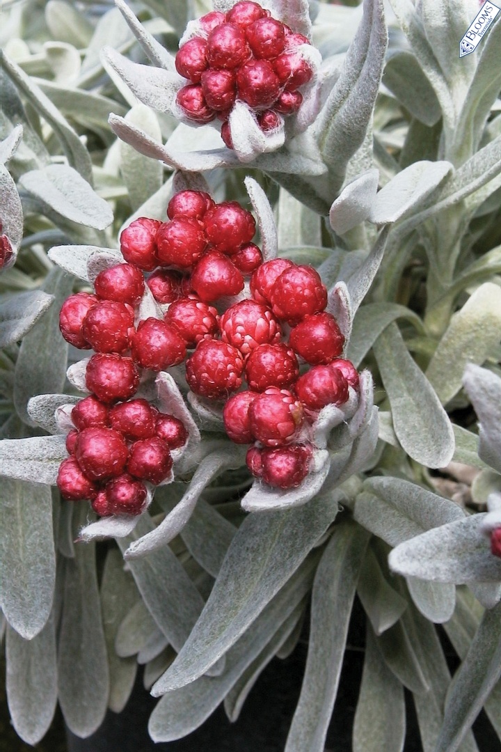 Ruby Cluster Strawflower, Helichrysum amorginum 'Blorub', Monrovia Plant