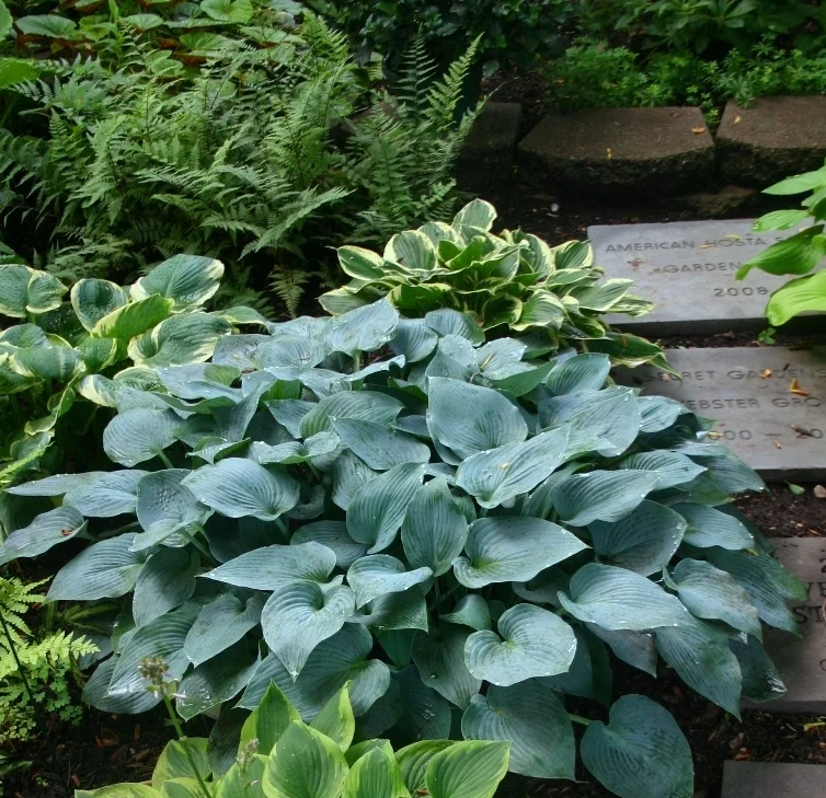 Millette Garden Media