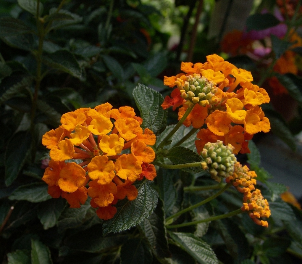 Spreading Sunset™ Lantana, Lantana x 'Monet', Monrovia Plant