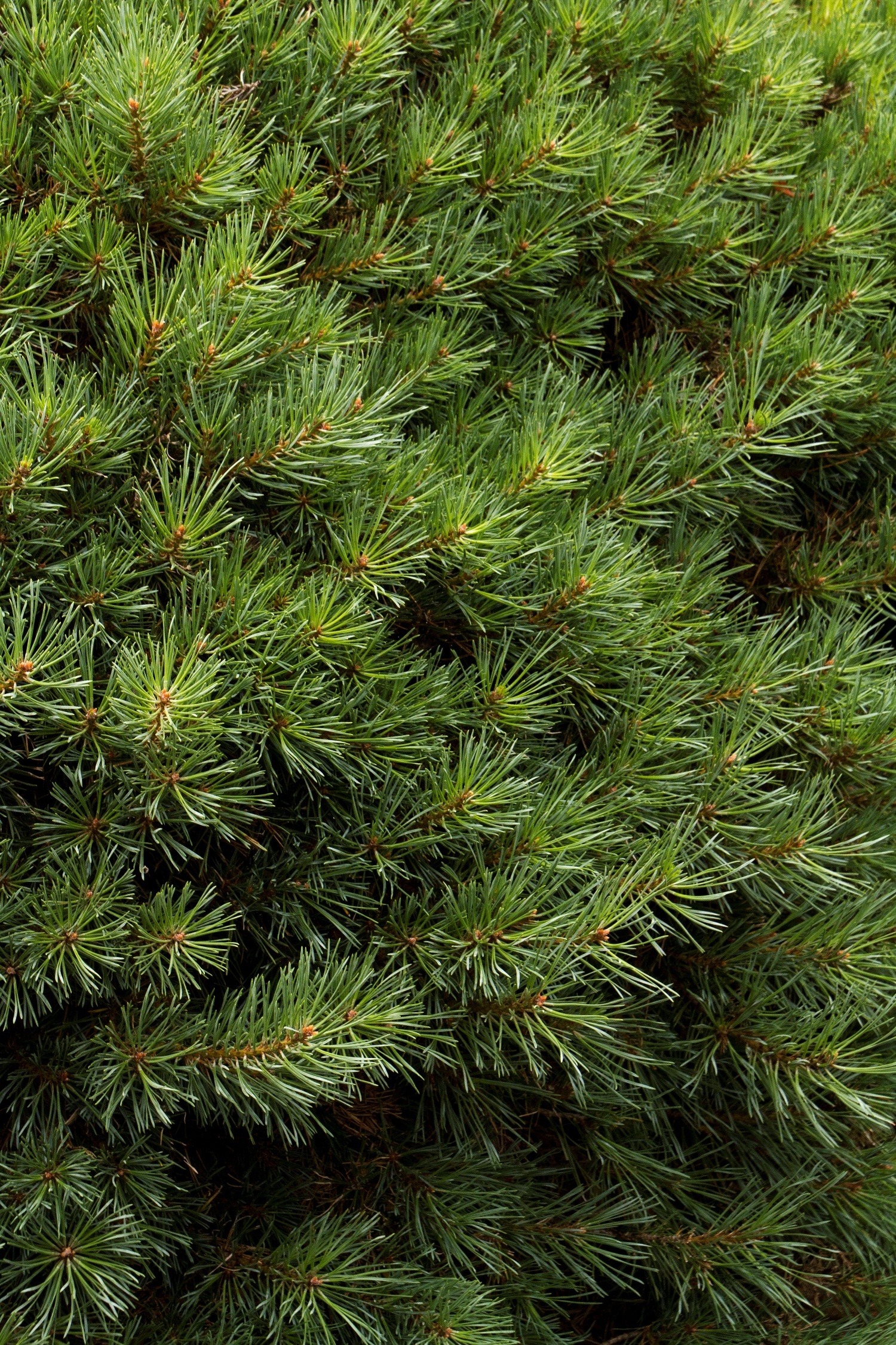 Dwarf Scotch Pine, Pinus sylvestris 'Glauca Nana', Monrovia Plant