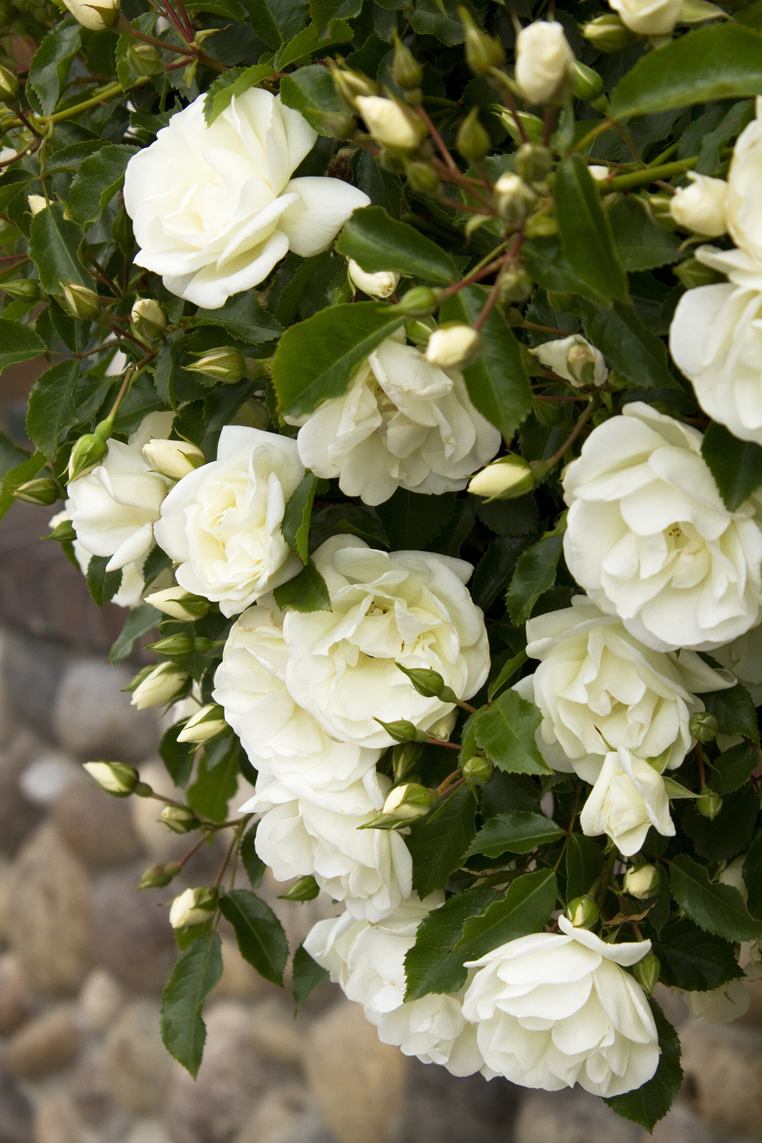 ☆white roseページ☆ Flower Carpet® White Rose, Rosa x 'Noaschnee', Monrovia Plant