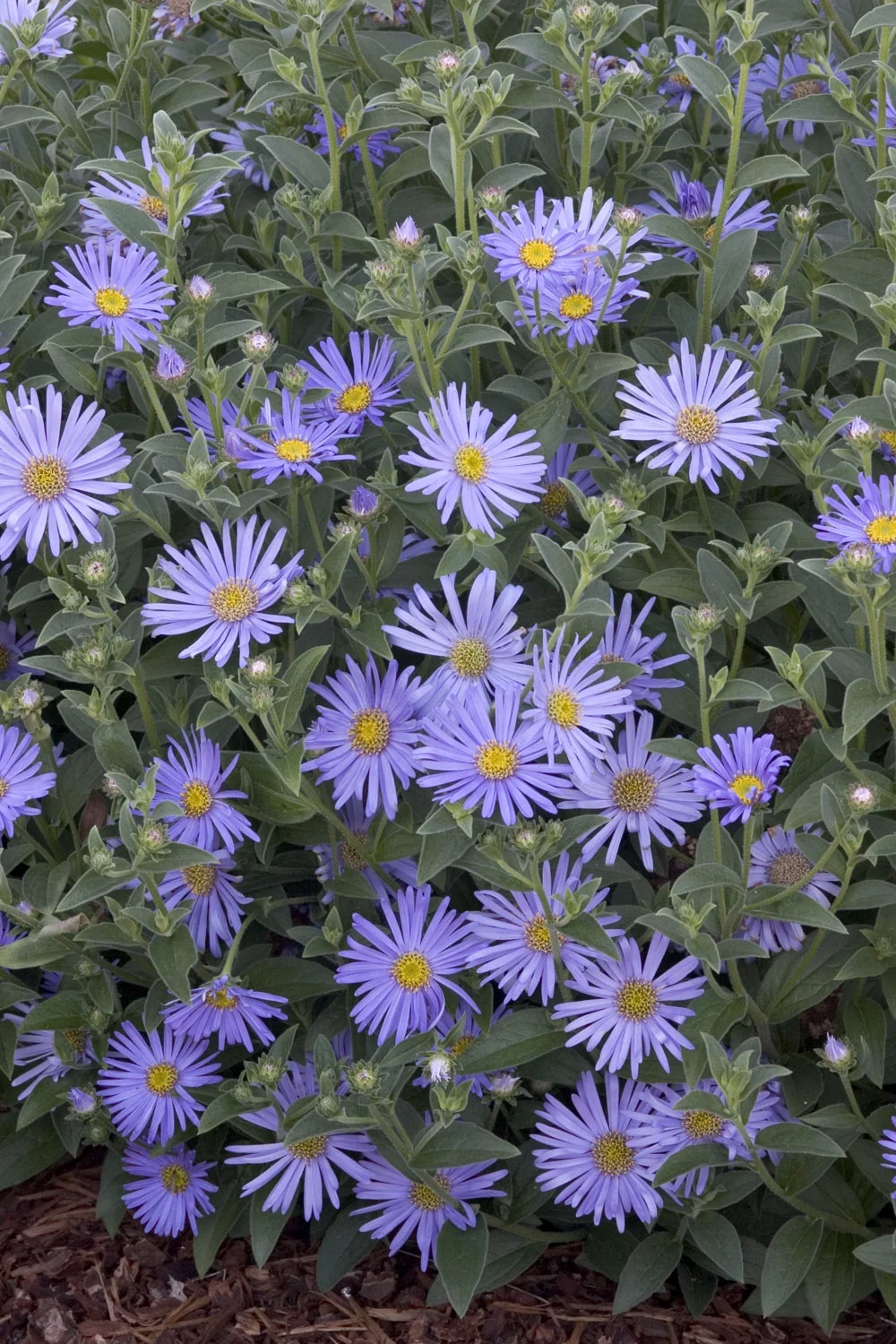 Wood's Blue New York Aster (Aster novi-belgii 'Wood's Blue') displays abundant lavender-blue daisy-like flowers with yellow centers and gray-green foliage in a full garden bed, demonstrating peak bloom and mature plant fullness.