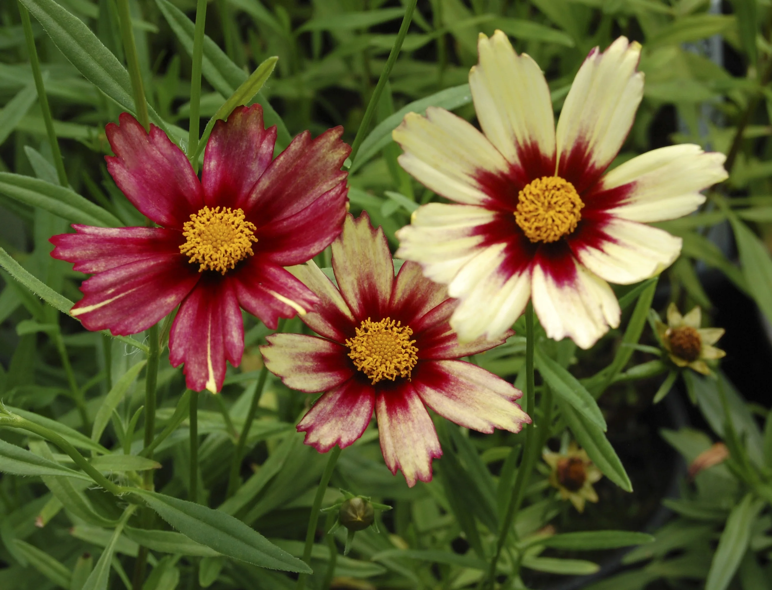 Sunny Border Nurseries
