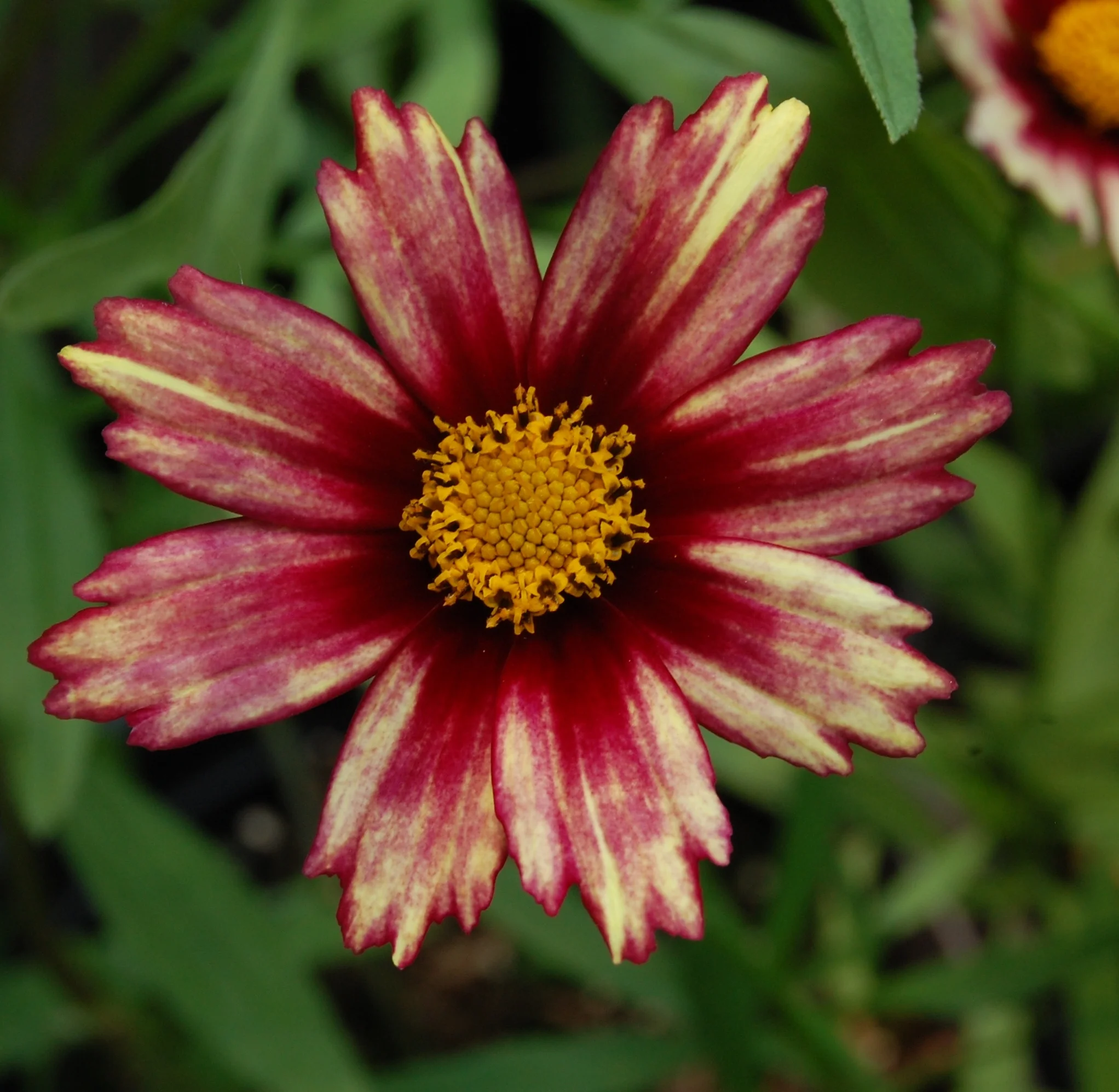 Sunny Border Nurseries