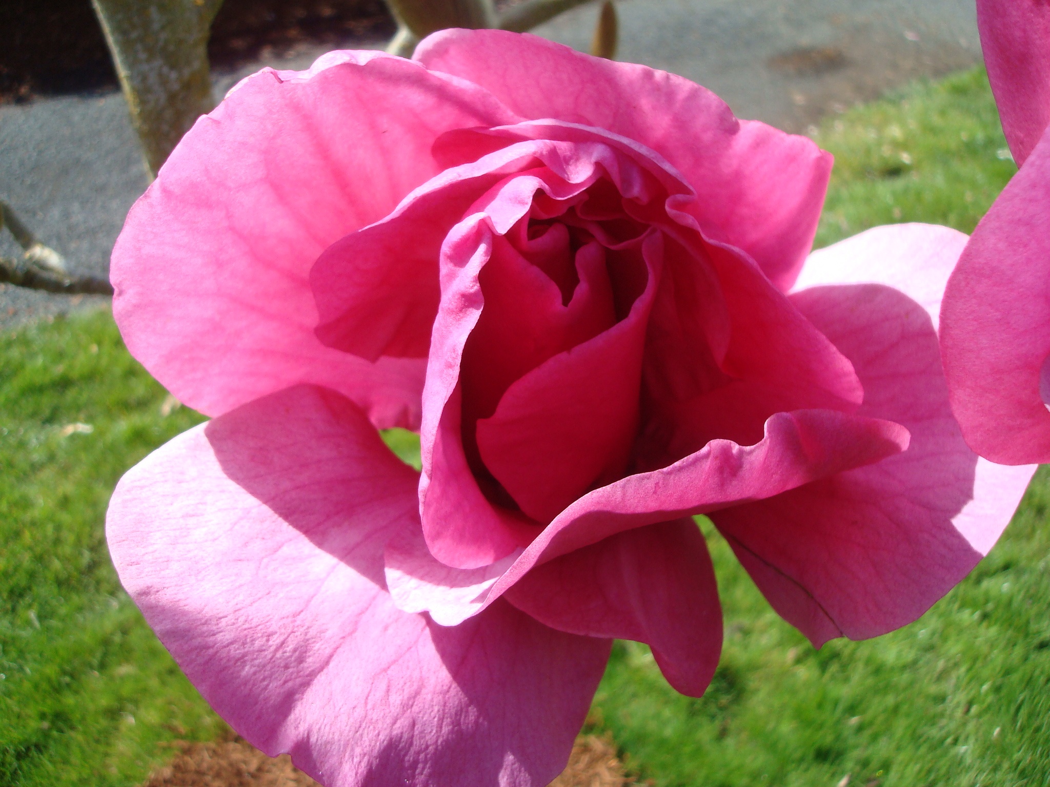 Felix® Magnolia, Magnolia x 'JURmag2' PPAF, Monrovia Plant