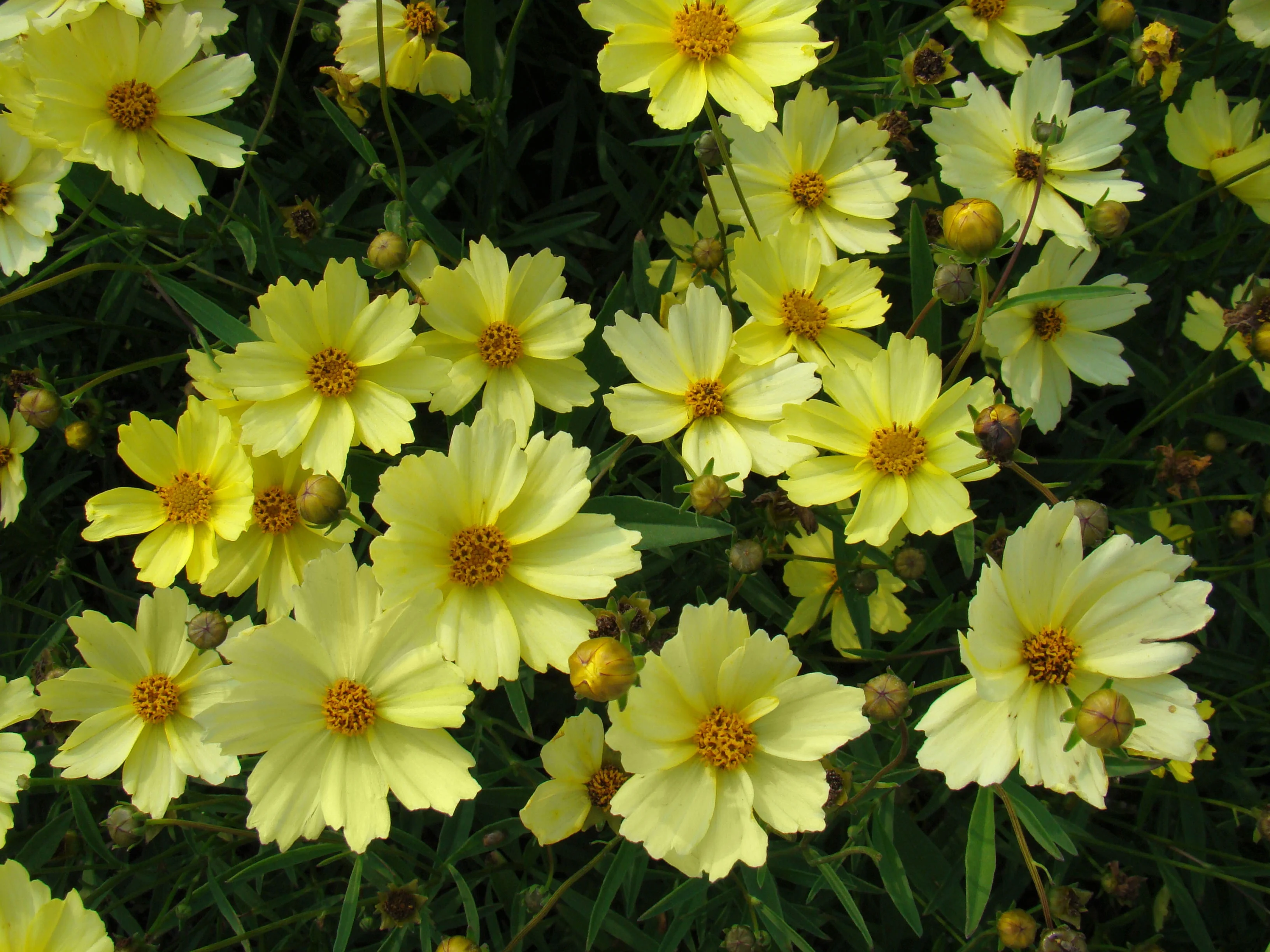 Sunny Border Nurseries