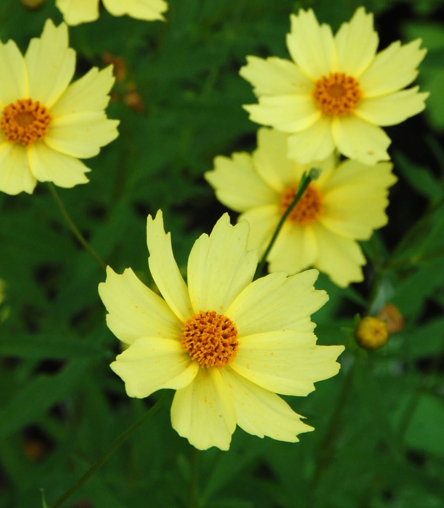 Sunny Border Nurseries