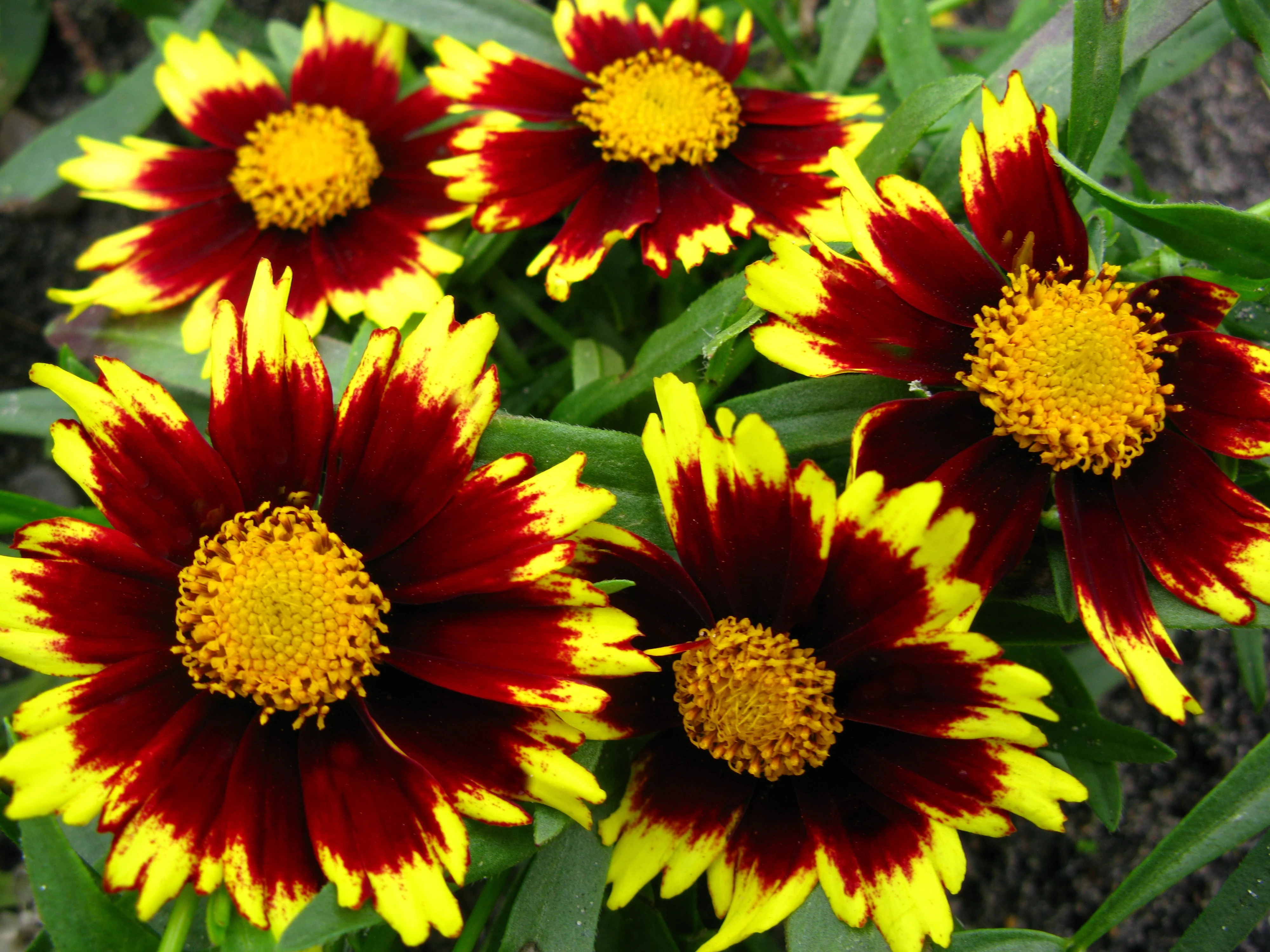 Sunny Border Nurseries