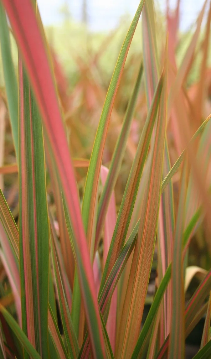 Rainbow Maiden New Zealand Flax, Phormium 'Rainbow Maiden