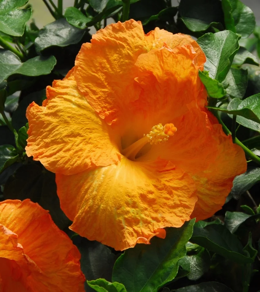 Close-up of a Golden Dust Hibiscus flower displaying large, ruffled petals in vibrant golden-orange and yellow tones with a visible central stamen, surrounded by glossy green foliage, showing the bloom's mature flower form and characteristic coloring.