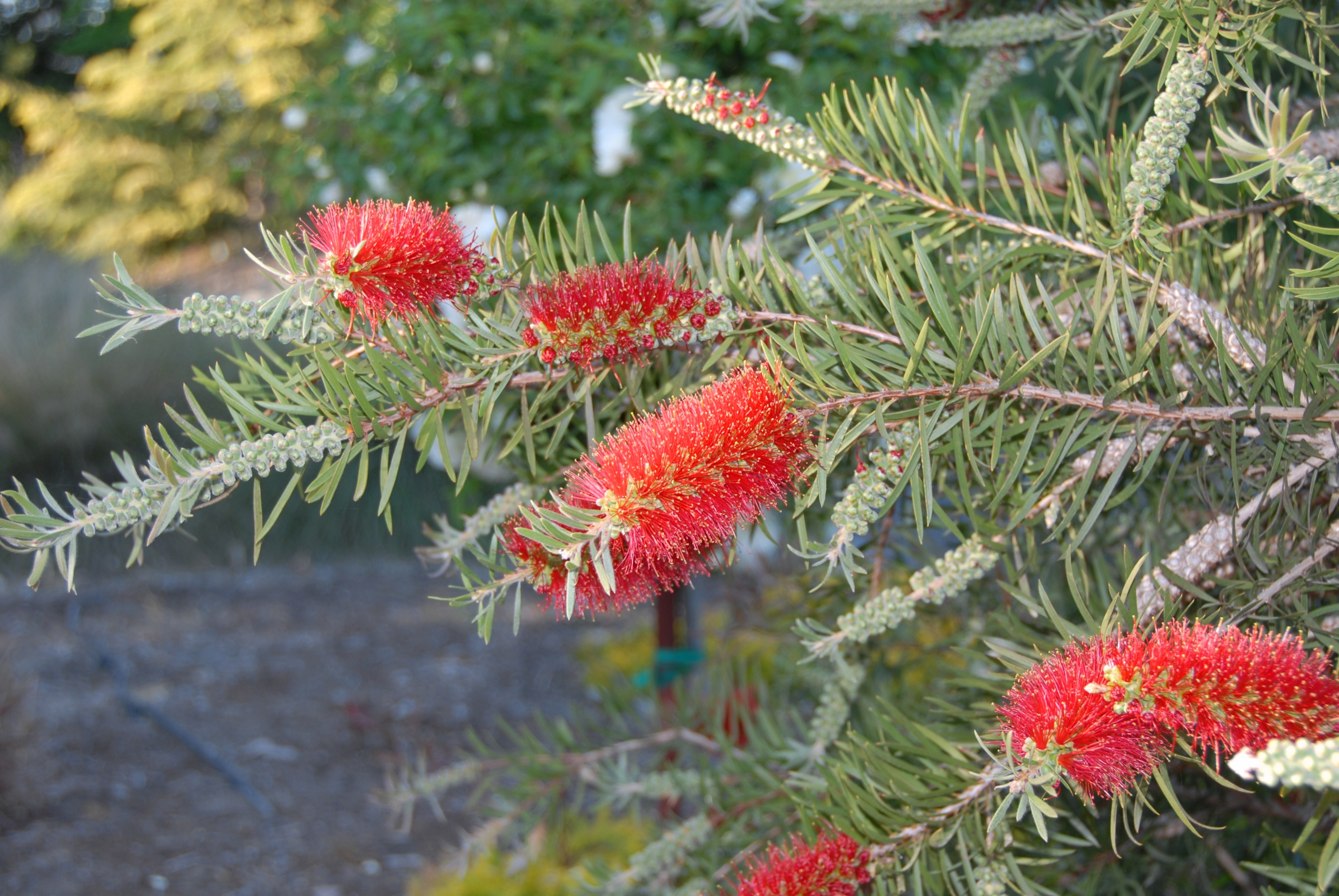 Scarlet Torch Bottlebrush, Callistemon rigidus 'RutCall' PP #23,848