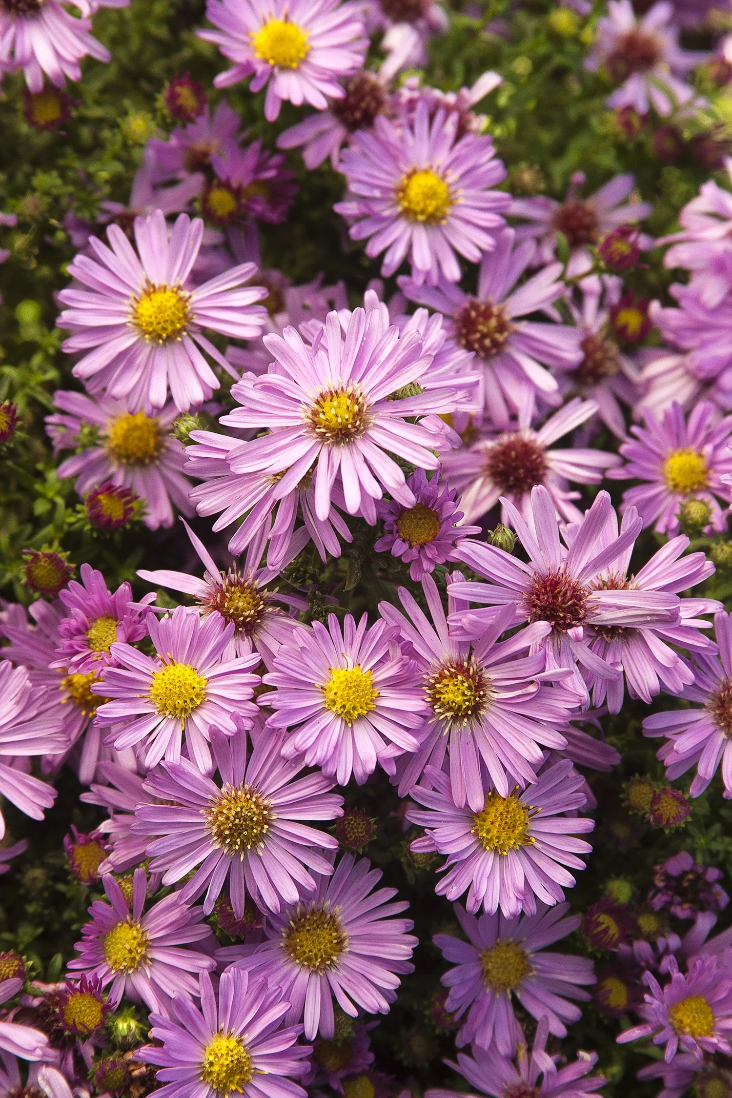 Wood's Pink New York Aster (Aster novi-belgii 'Wood's Pink') displaying dense clusters of pale pink daisy-like flowers with yellow centers and thin ray petals, photographed in full bloom showing the plant's abundant flowering habit.