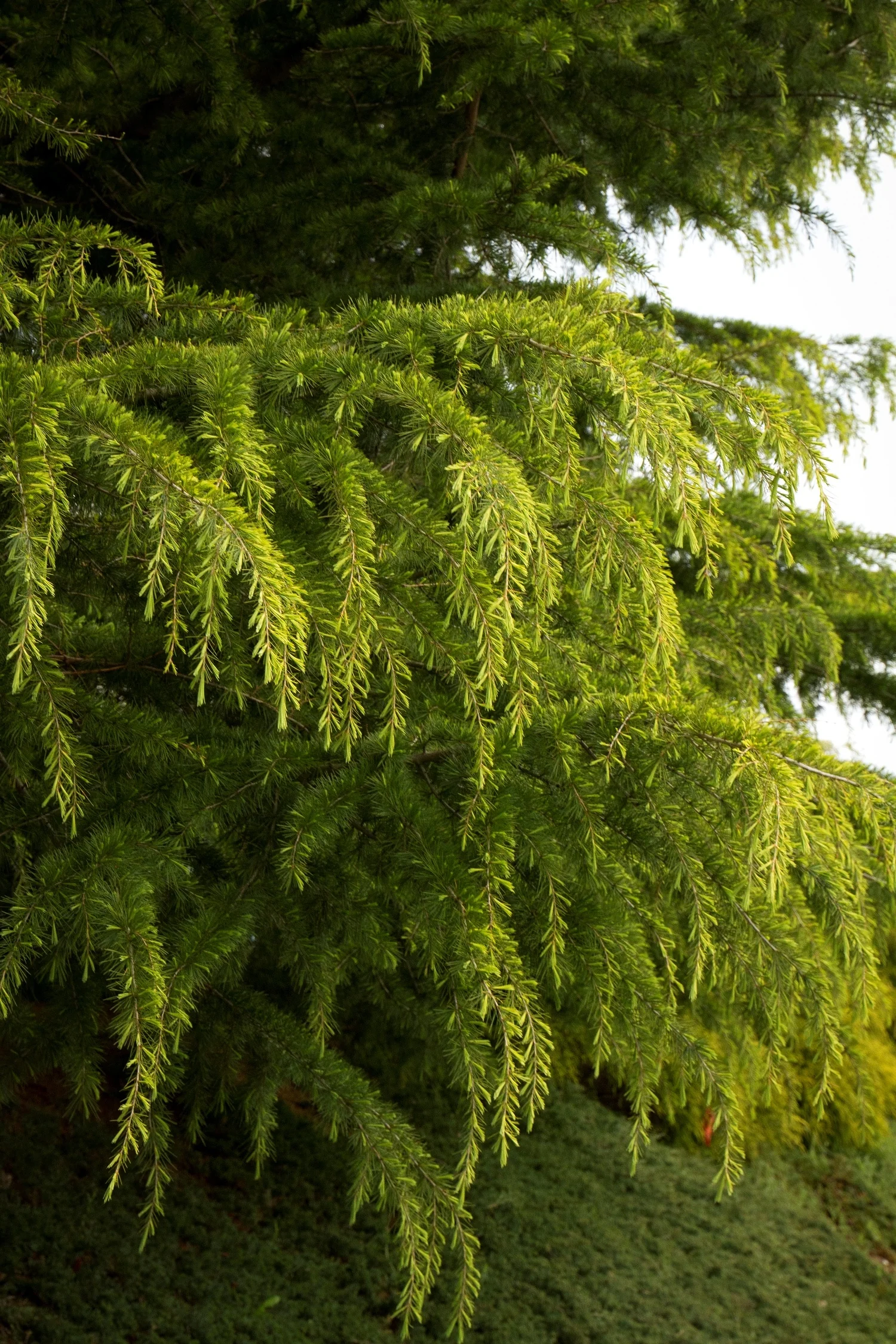 Golden Deodar Cedar (Cedrus deodara 'Aurea') displaying bright golden-yellow feathery foliage with gracefully weeping branches, shown in close-up to highlight the luminous needle color and delicate, cascading form that develops at maturity.