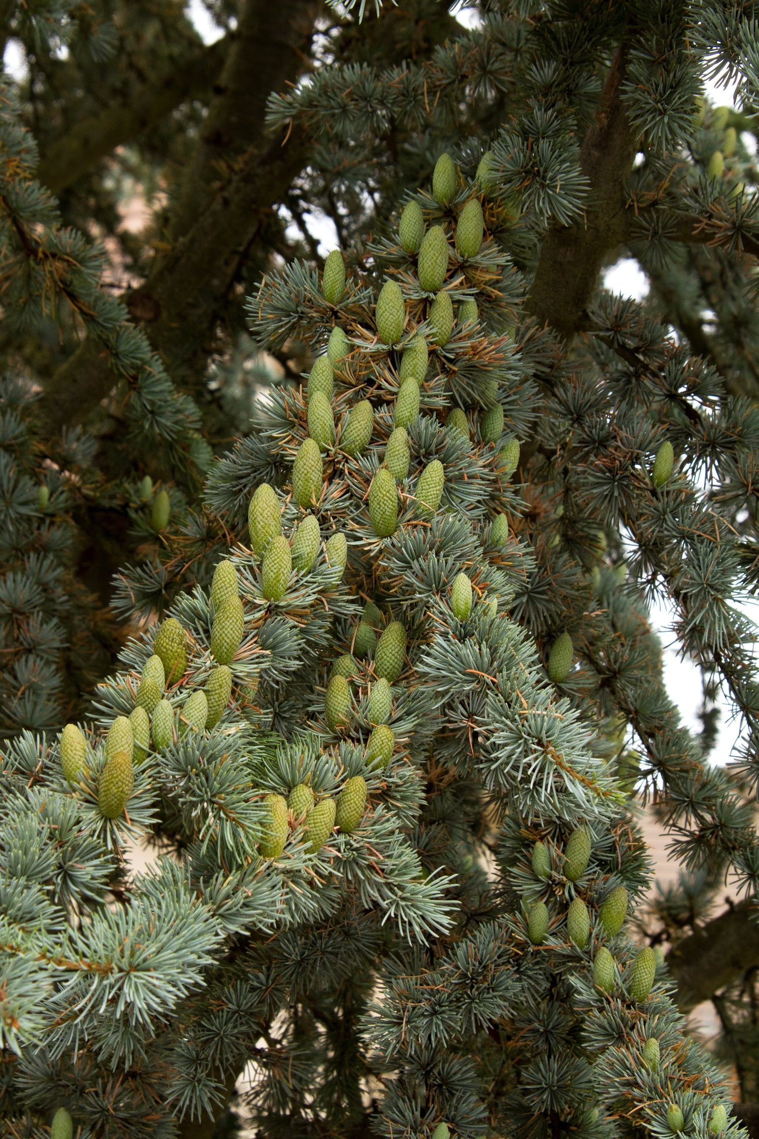 Blue Atlas Cedar, Cedrus atlantica 'Glauca', Monrovia Plant