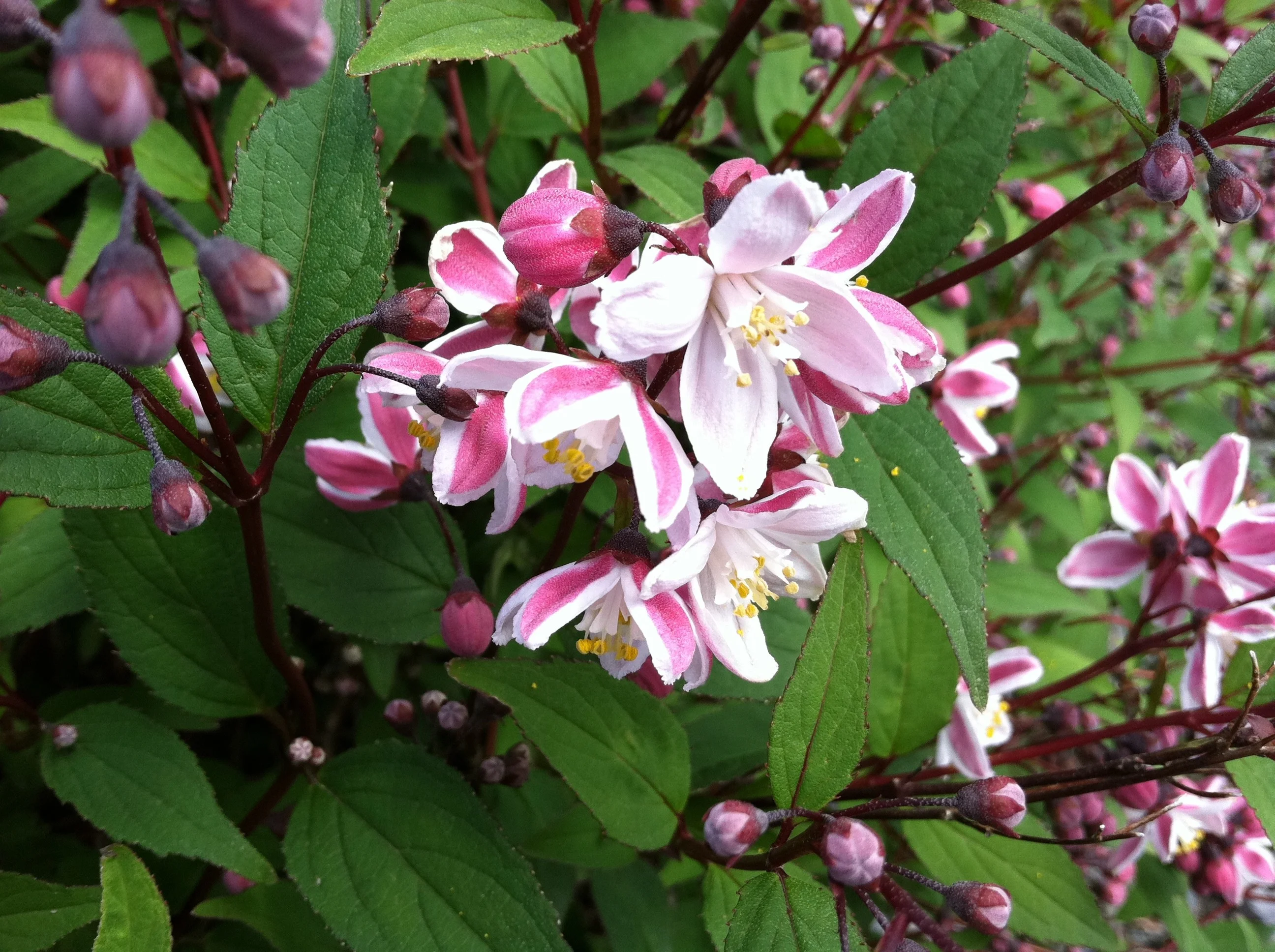 U.S. National Arboretum