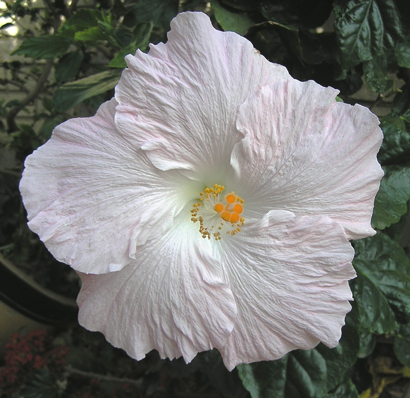 Bridal Veil® Hibiscus, Hibiscus rosa-sinensis 'Monora', Monrovia Plant