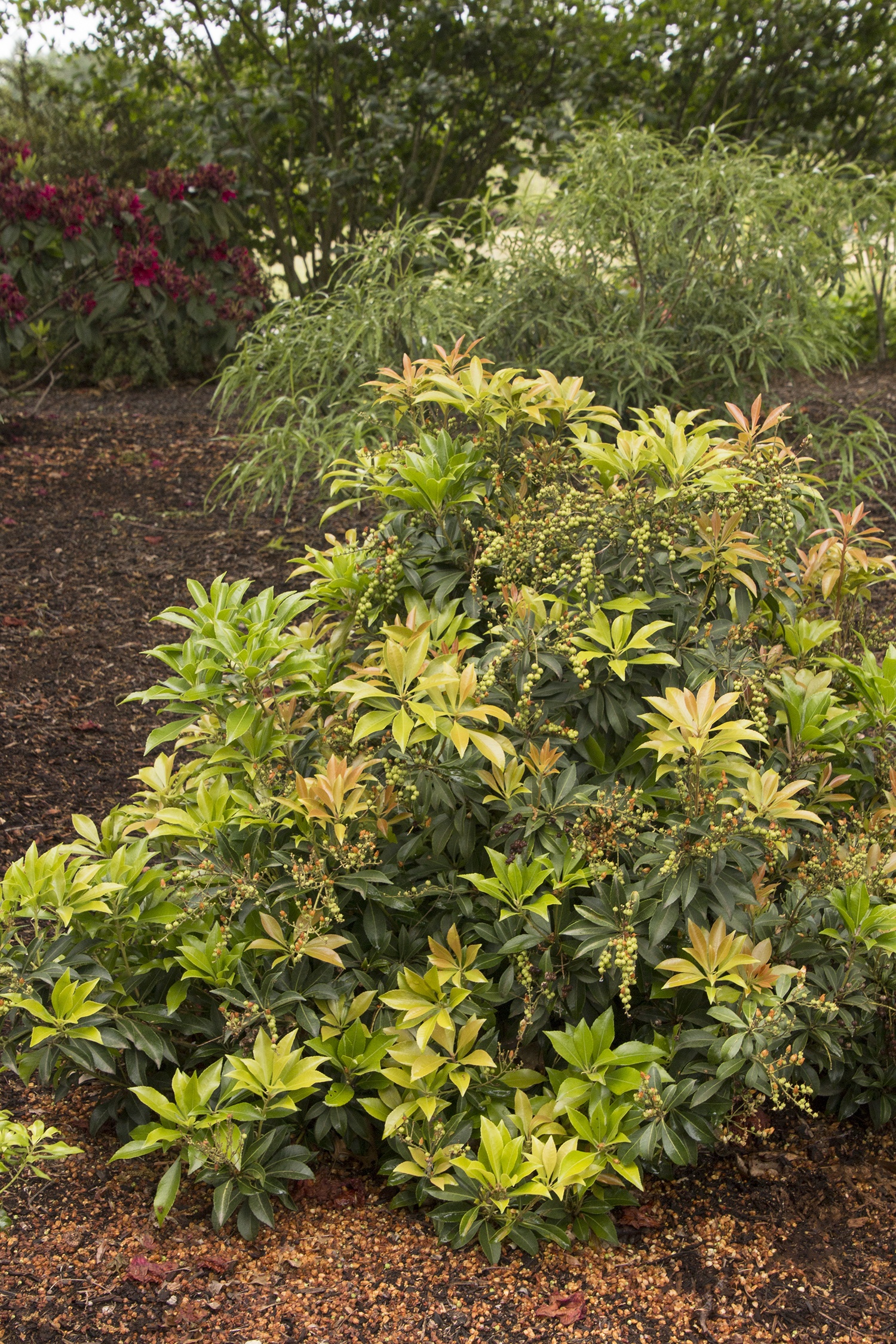 Enchanted Forest Collection® River Run™ Pieris, Monrovia Plant