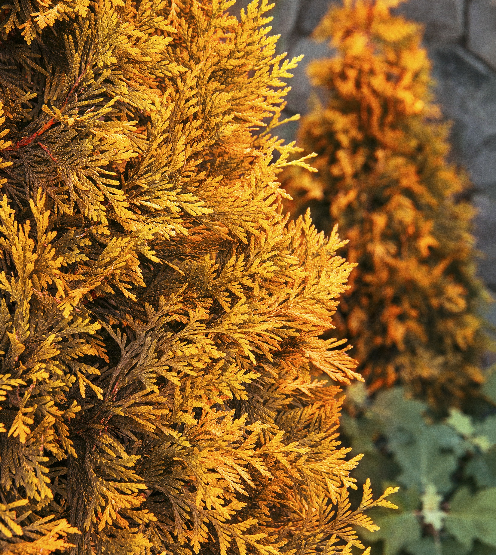 Monrovia Ember Waves Western Arborvitae - Thumbnail 4