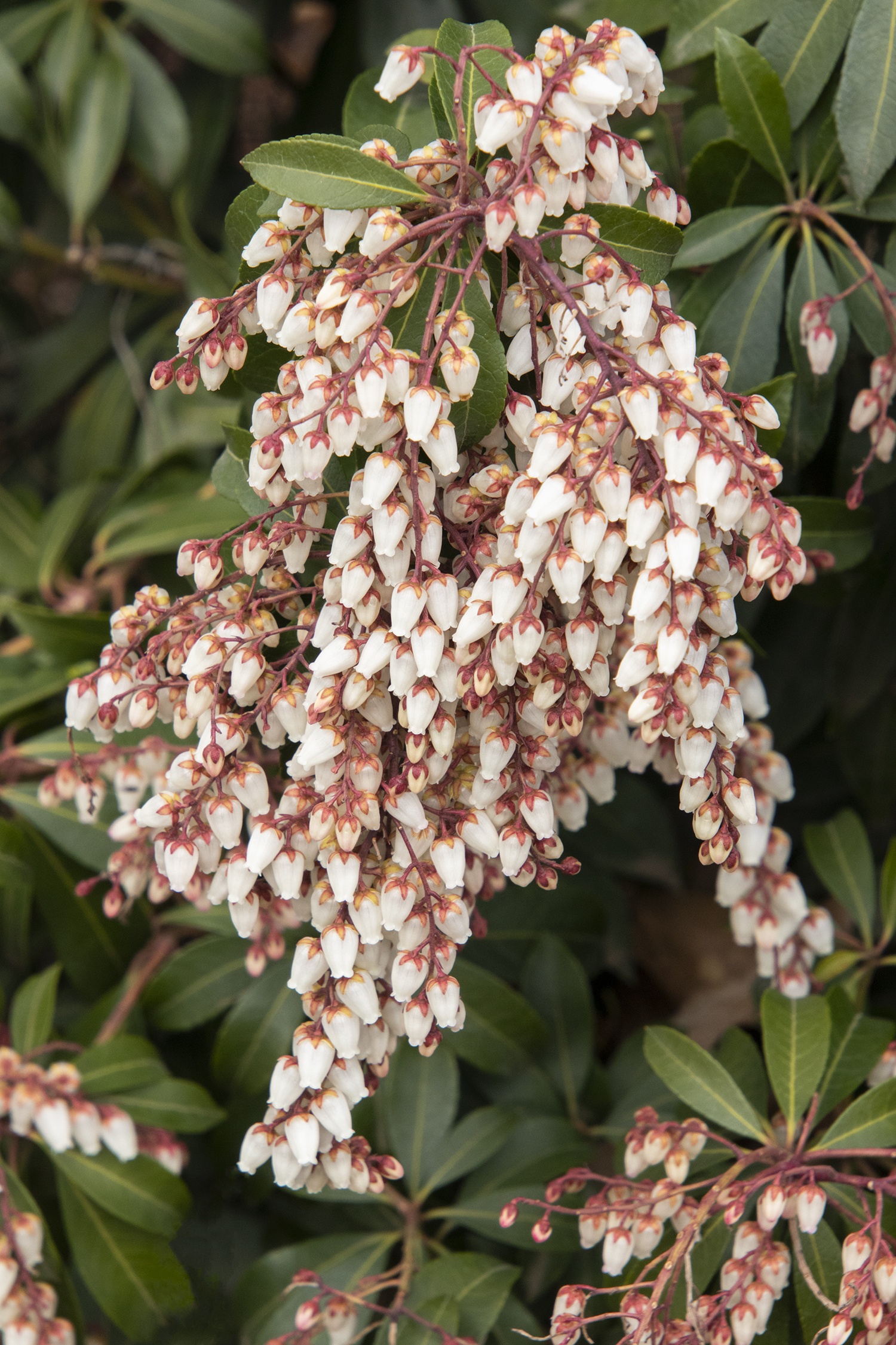 Enchanted Forest Collection® Sunsprite™ Pieris, Monrovia Plant