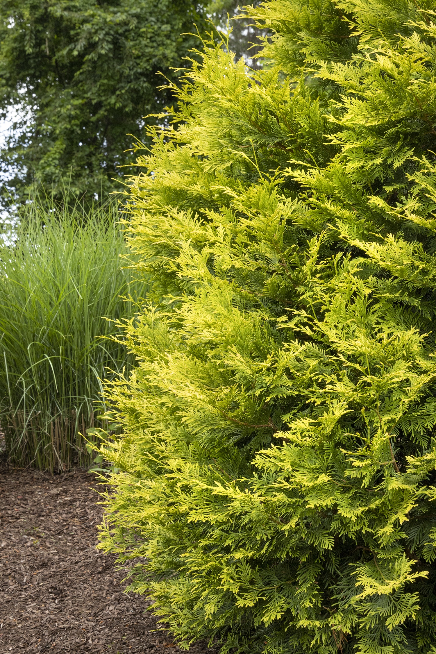 Monrovia Ember Waves Western Arborvitae