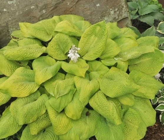 Millette Garden Media