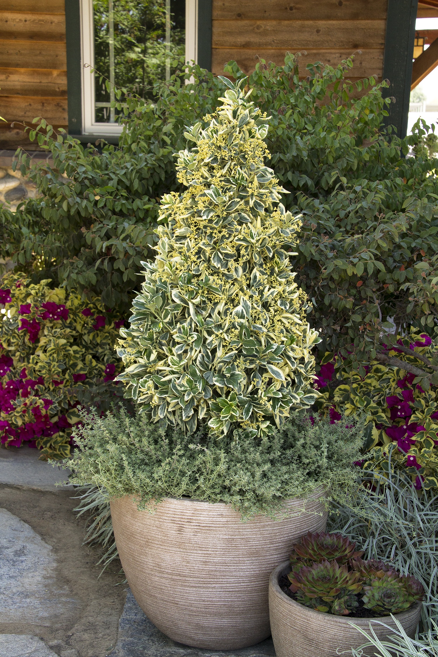 Silver King Euonymus, Euonymus japonicus 'Silver King', Monrovia Plant