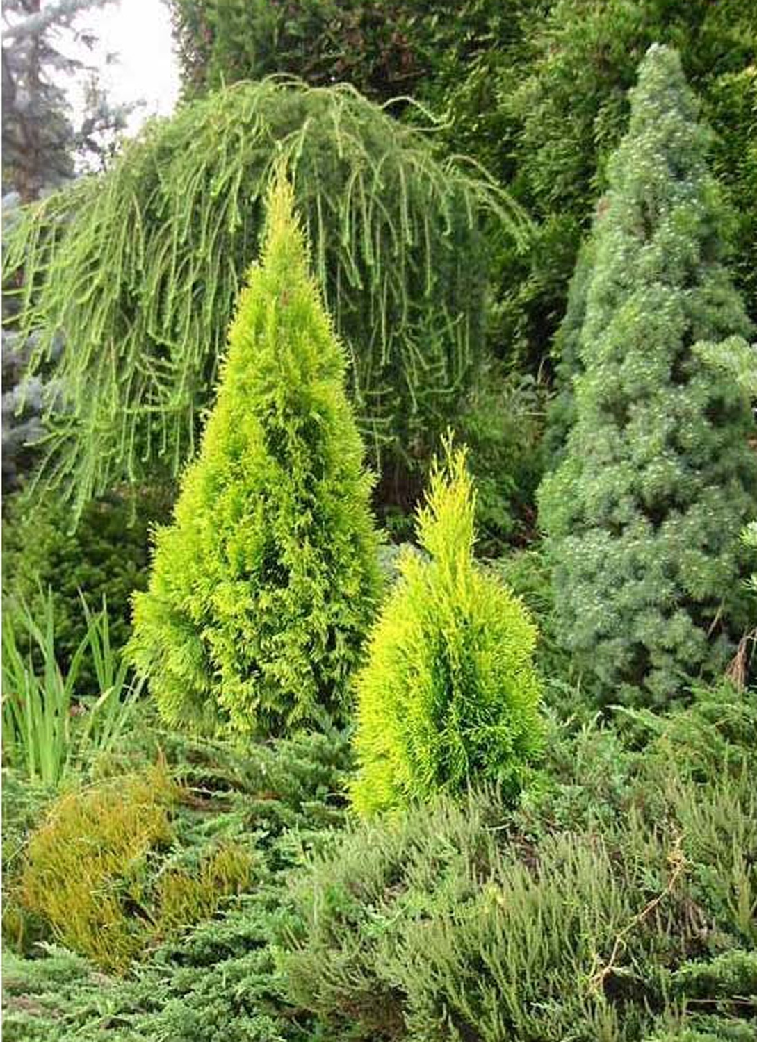 Highlights Arborvitae, Thuja occidentalis 'Janed Gold' PP #21,967