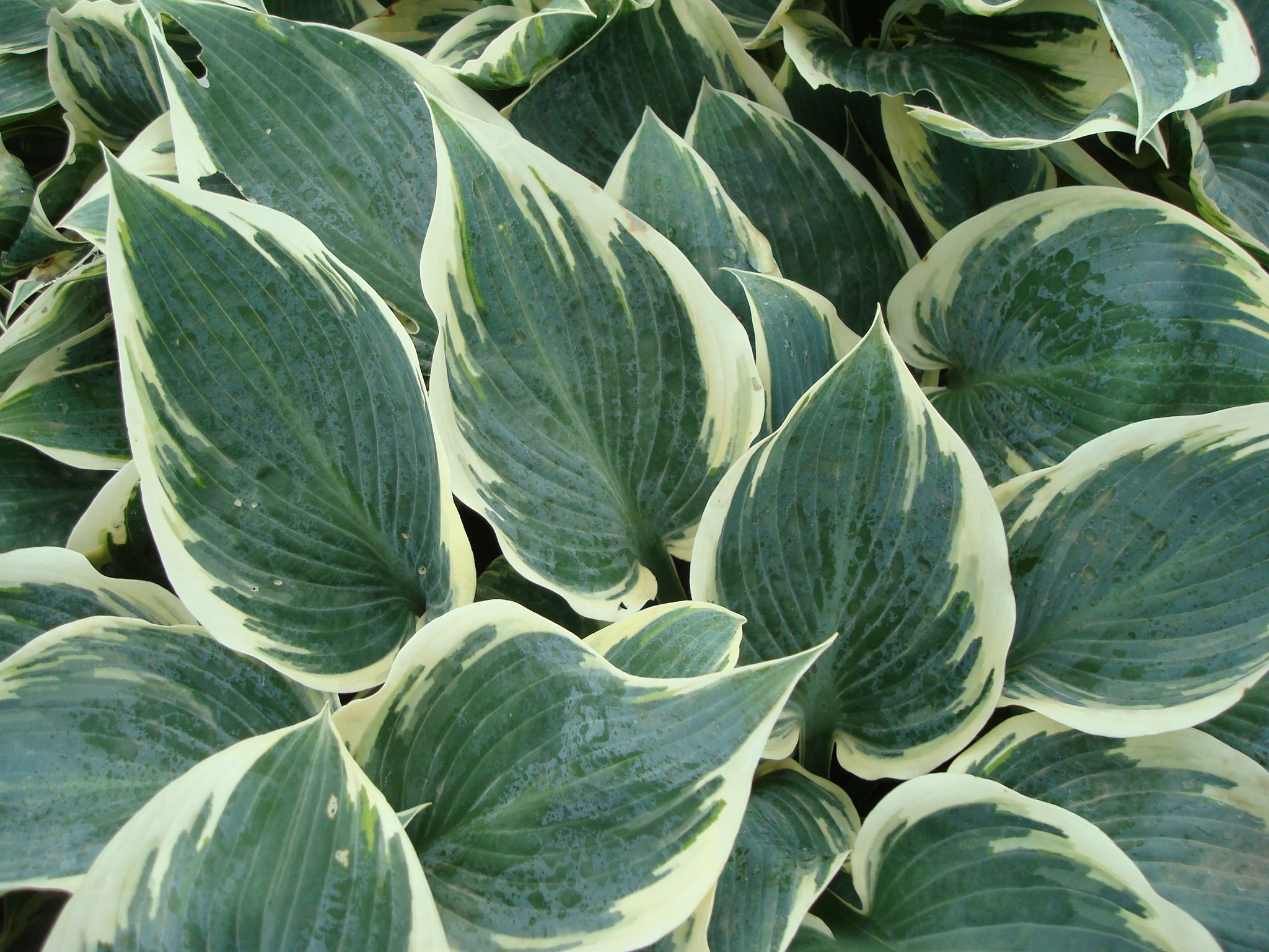 Frosty Ribbons® Hosta, Hosta tardiana 'MonLisa' PP #25,958