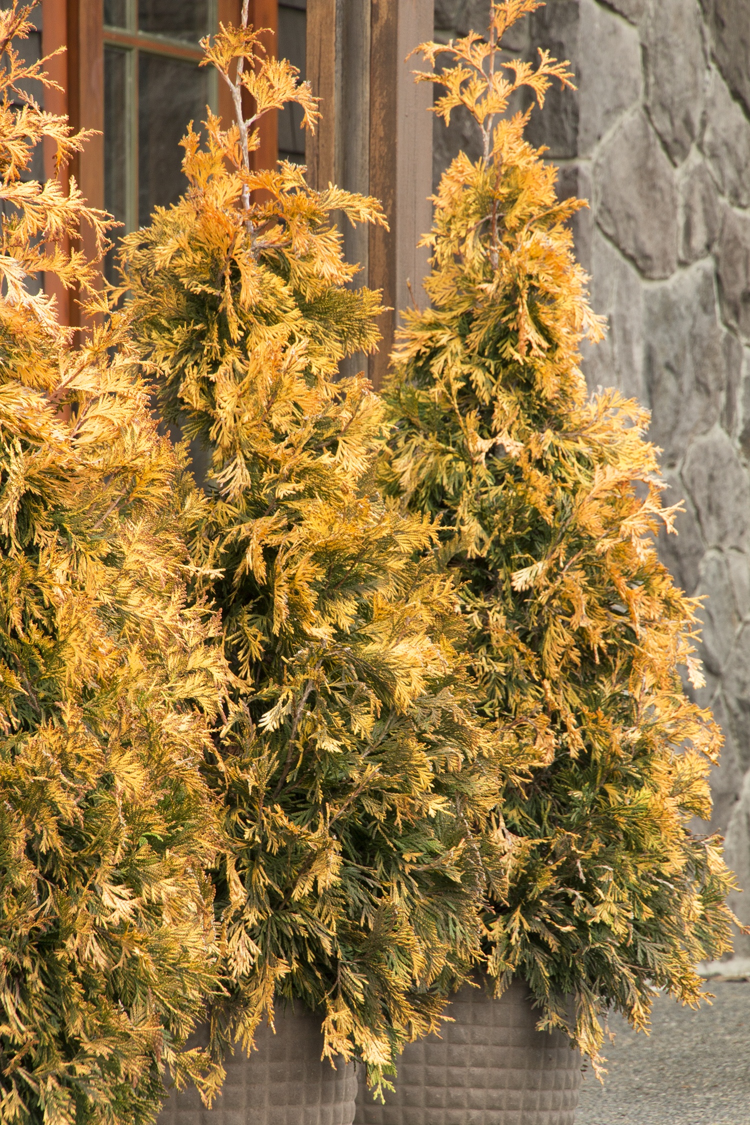 その他 GATHRE Small  Mat 2020AW Ember Ember Waves® Western Arborvitae, Thuja x 'MonPin' PP #25,363