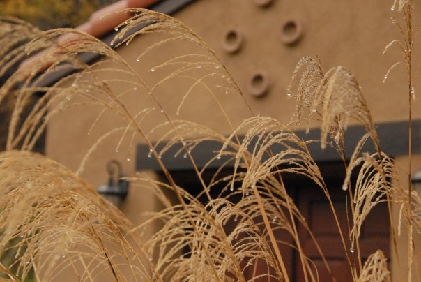 Monrovia Morning Light Maiden Grass - Thumbnail 4