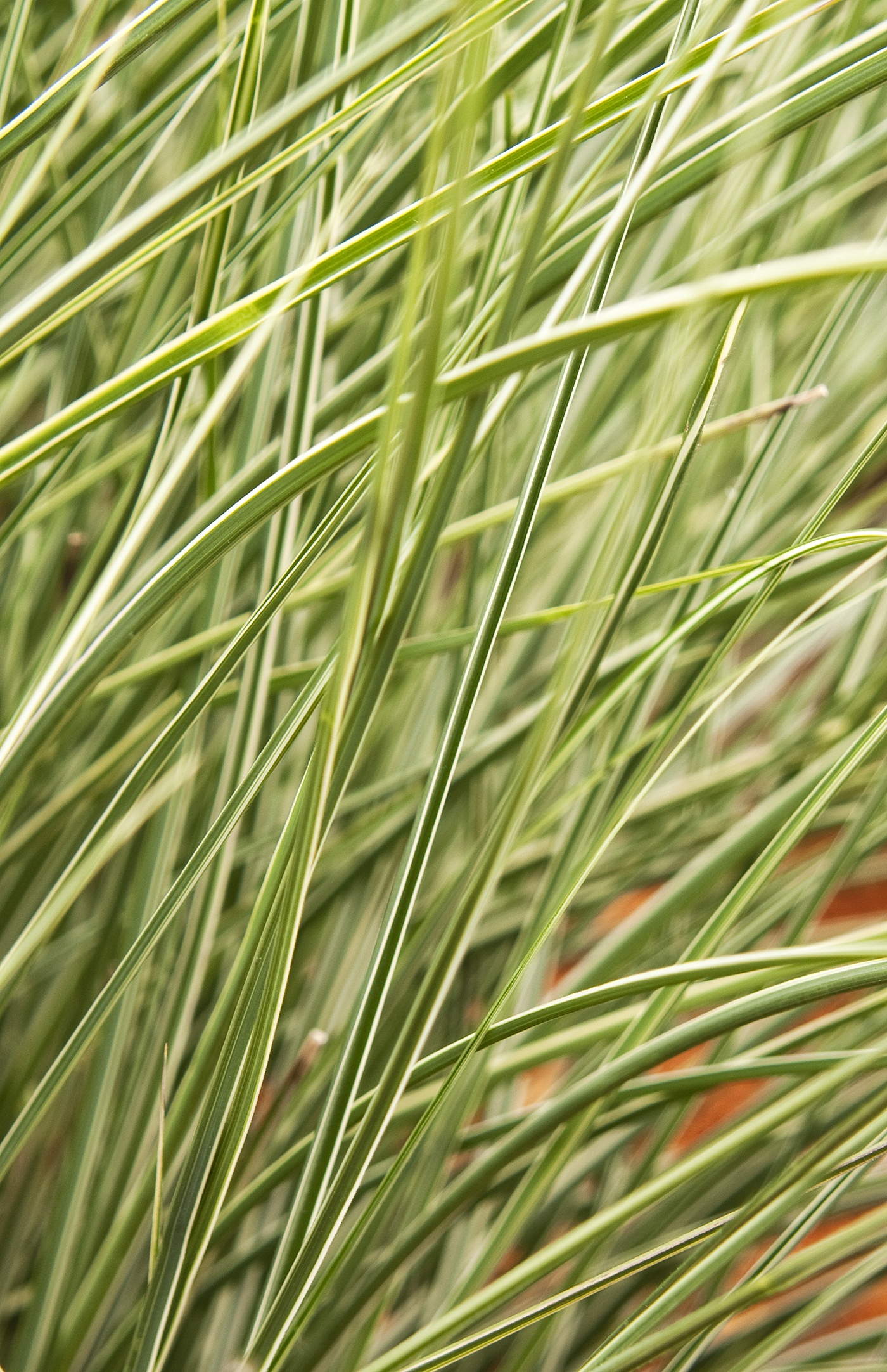 Monrovia Morning Light Maiden Grass - Thumbnail 3