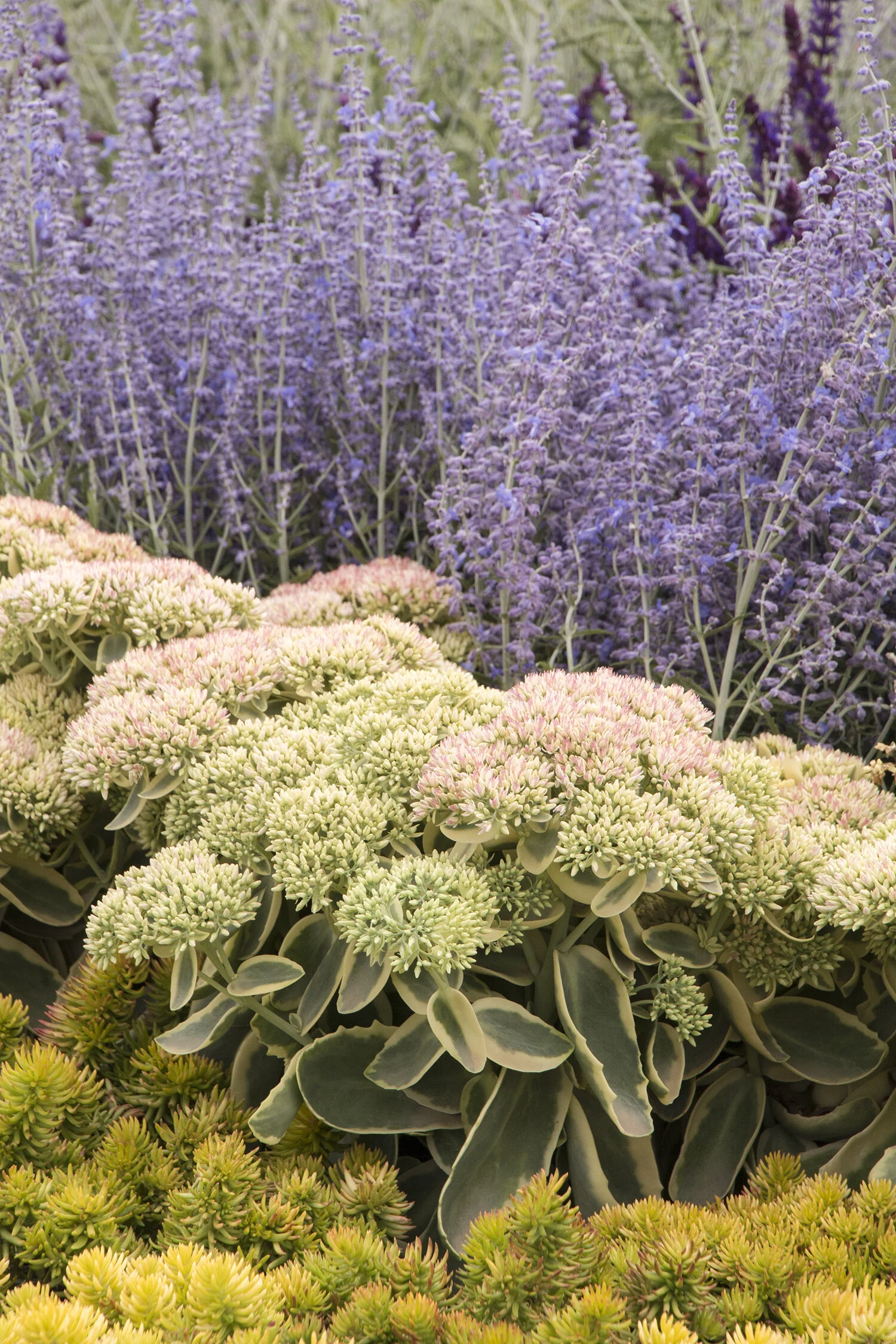 Angelina Stonecrop, Sedum rupestre 'Angelina', Monrovia Plant