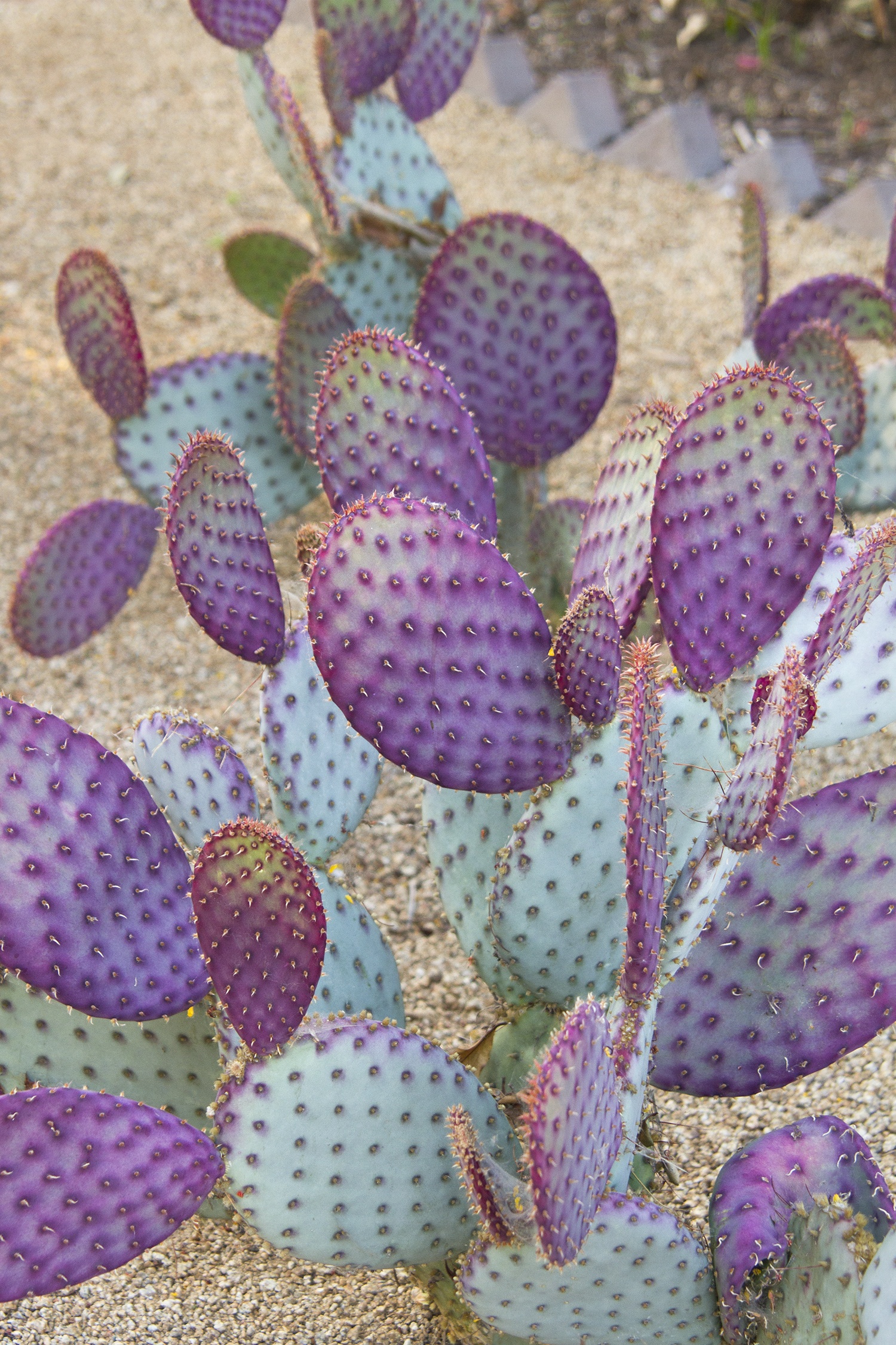 cactus mug Saguaro Mug by Crooked Tree Ceramics – Practical Art main image 1
