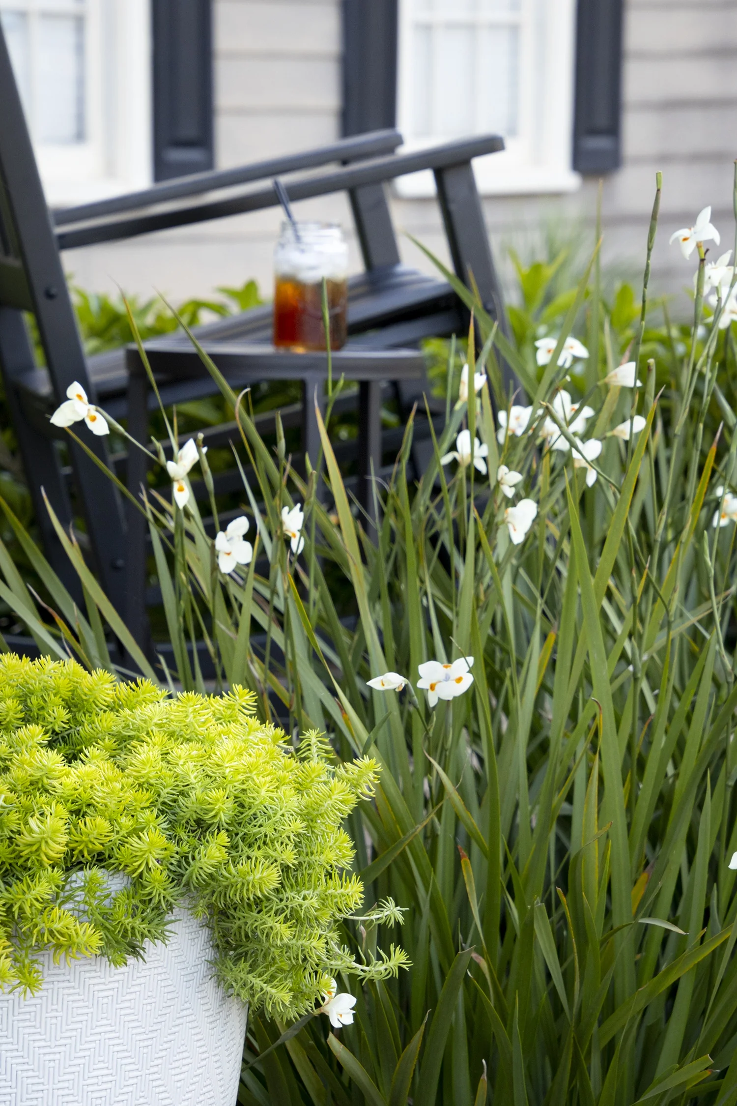 Bright white flowers with yellow centers bloom among tall green leaves in a container garden setting, displayed in front of a black Adirondack chair on a residential patio, showing the plant's ornamental flowering stage in a landscape design.